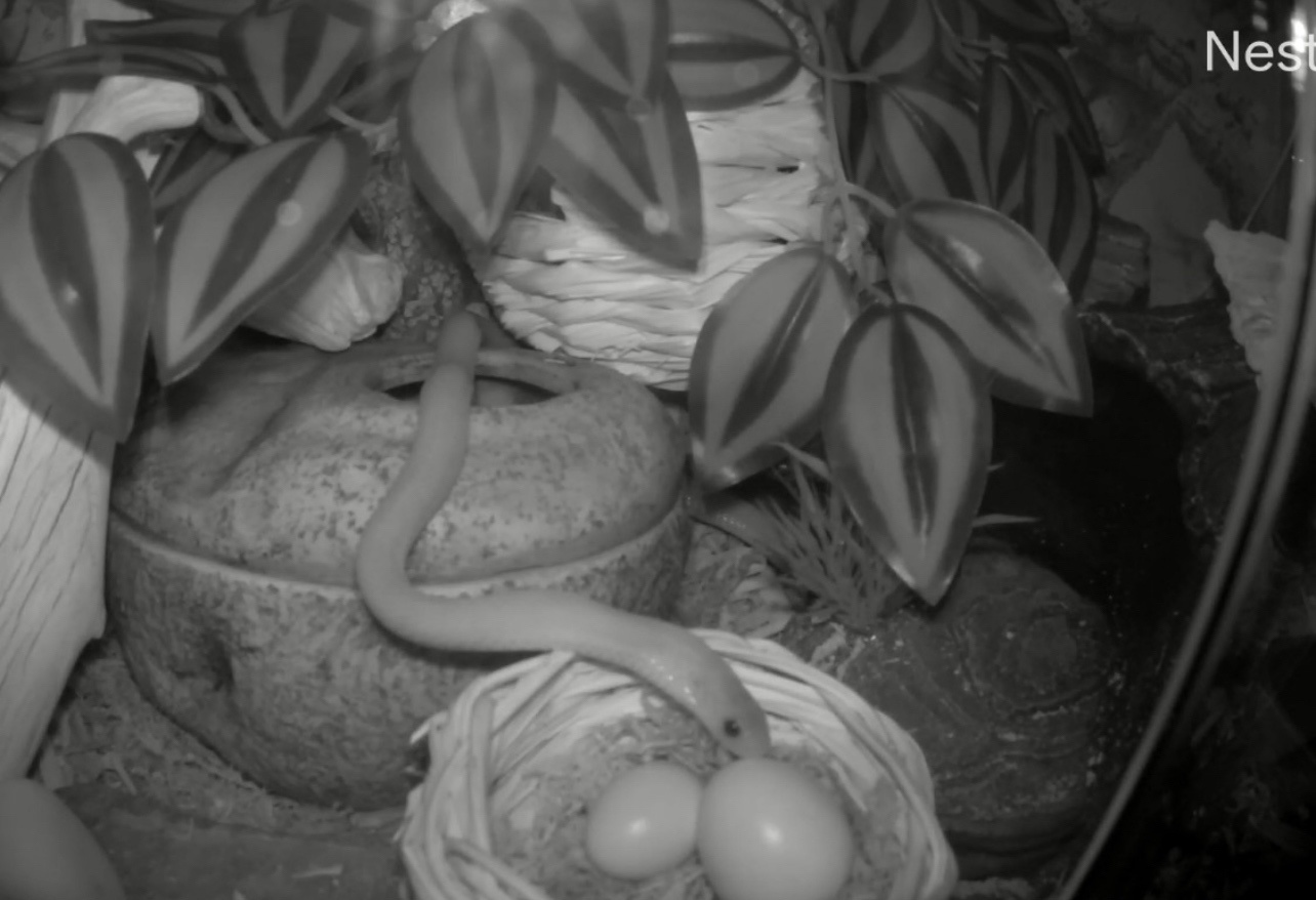 Watch as Dasypeltis Gansi Devours a Coturnix Quail Egg