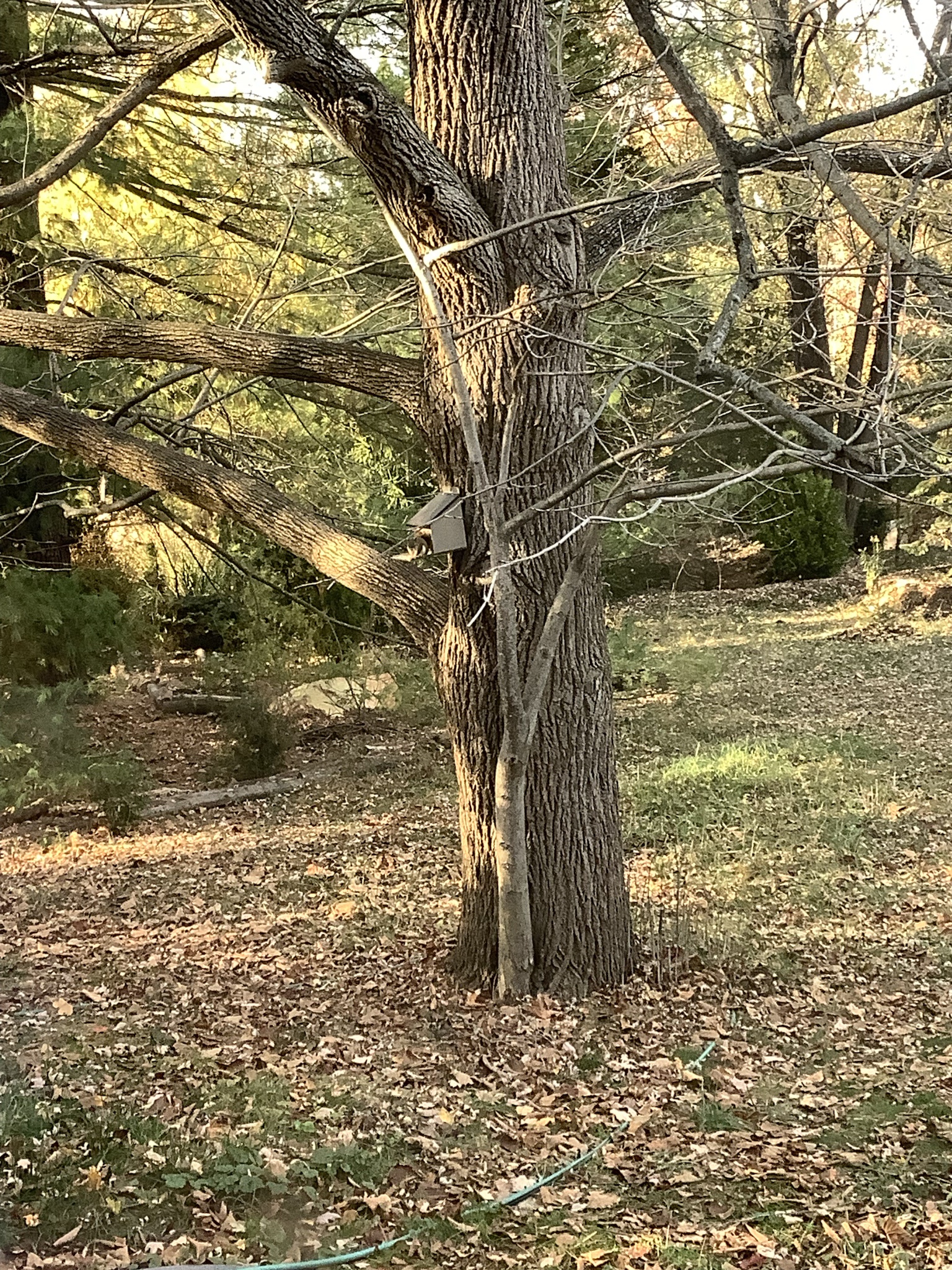 A Red Squirrel's Lunchtime Adventure with a Squirrel Lunch Box