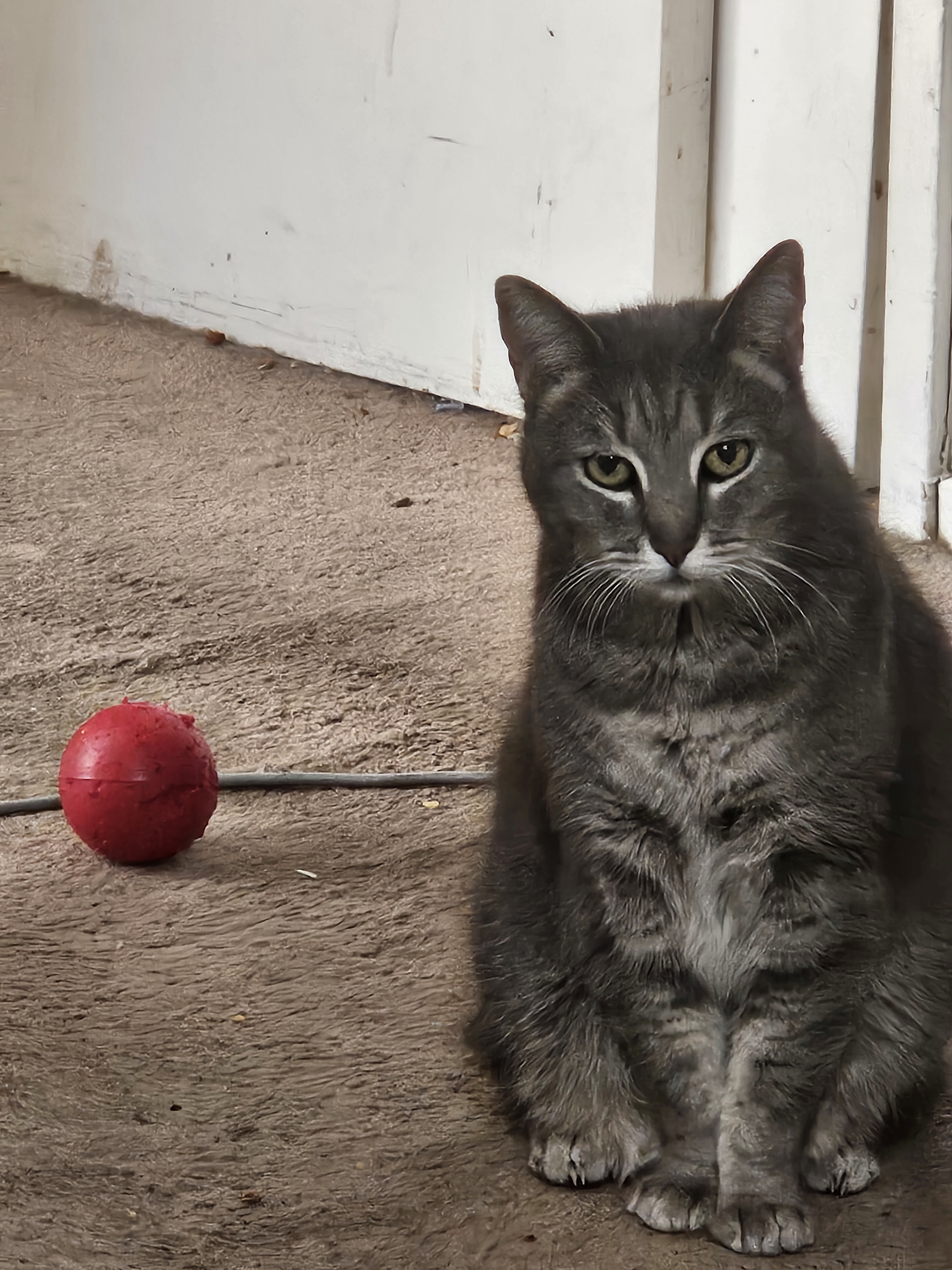 She’s Eager to Play Fetch!