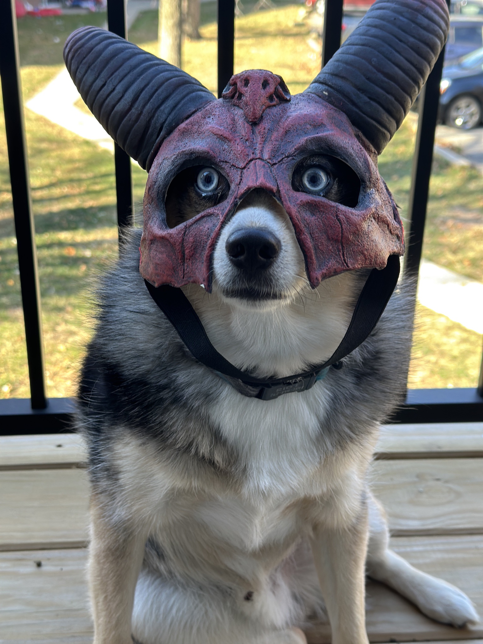 My Dog Looks Way Cooler in This Mask Than I Do