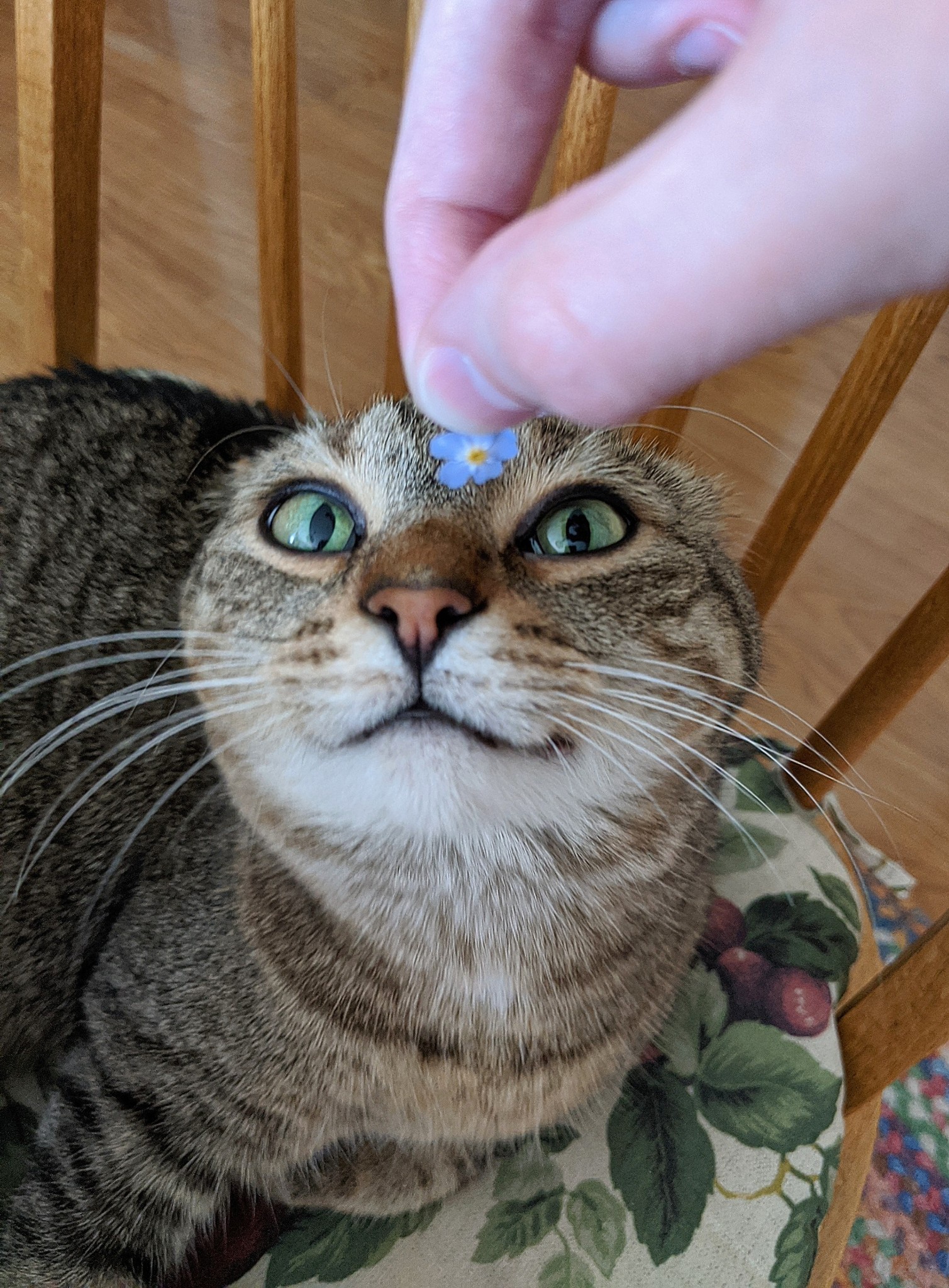 The Enchanting Flower Tab
