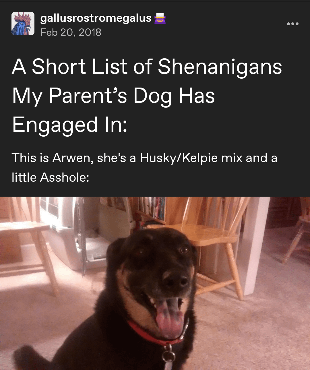A Hilarious List of Mischiefs My Parents' Dog Has Pulled Off