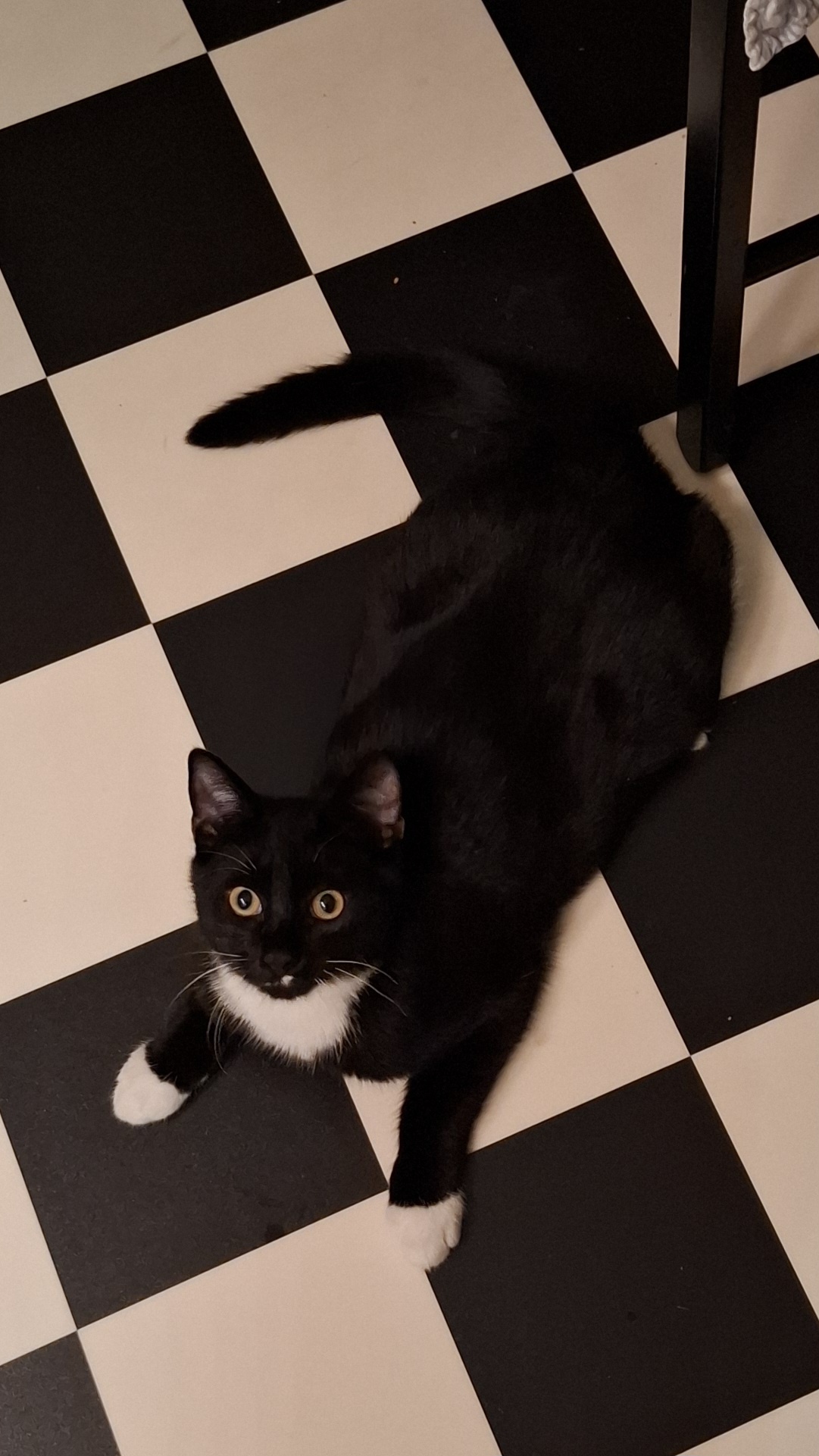 Leo the Cat has officially left the building.