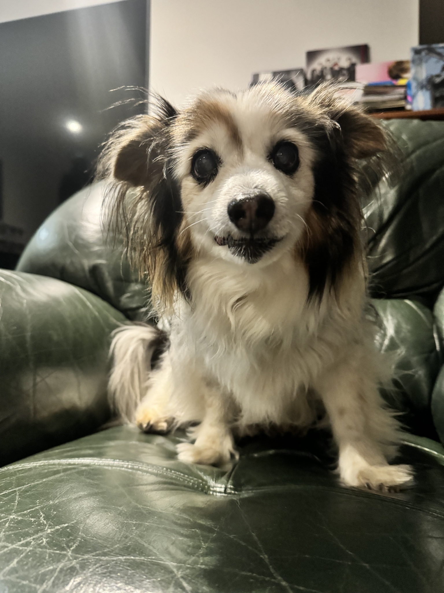 Daily Dose of Cuteness: Meet My Dog Panko