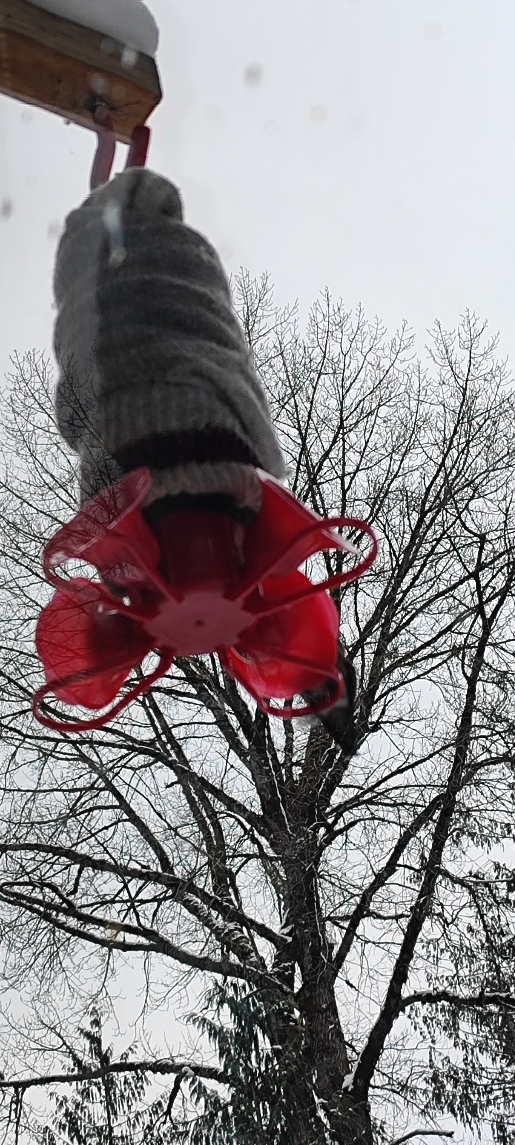 Creating a Haven for Hummingbirds: The Canadian Feeder