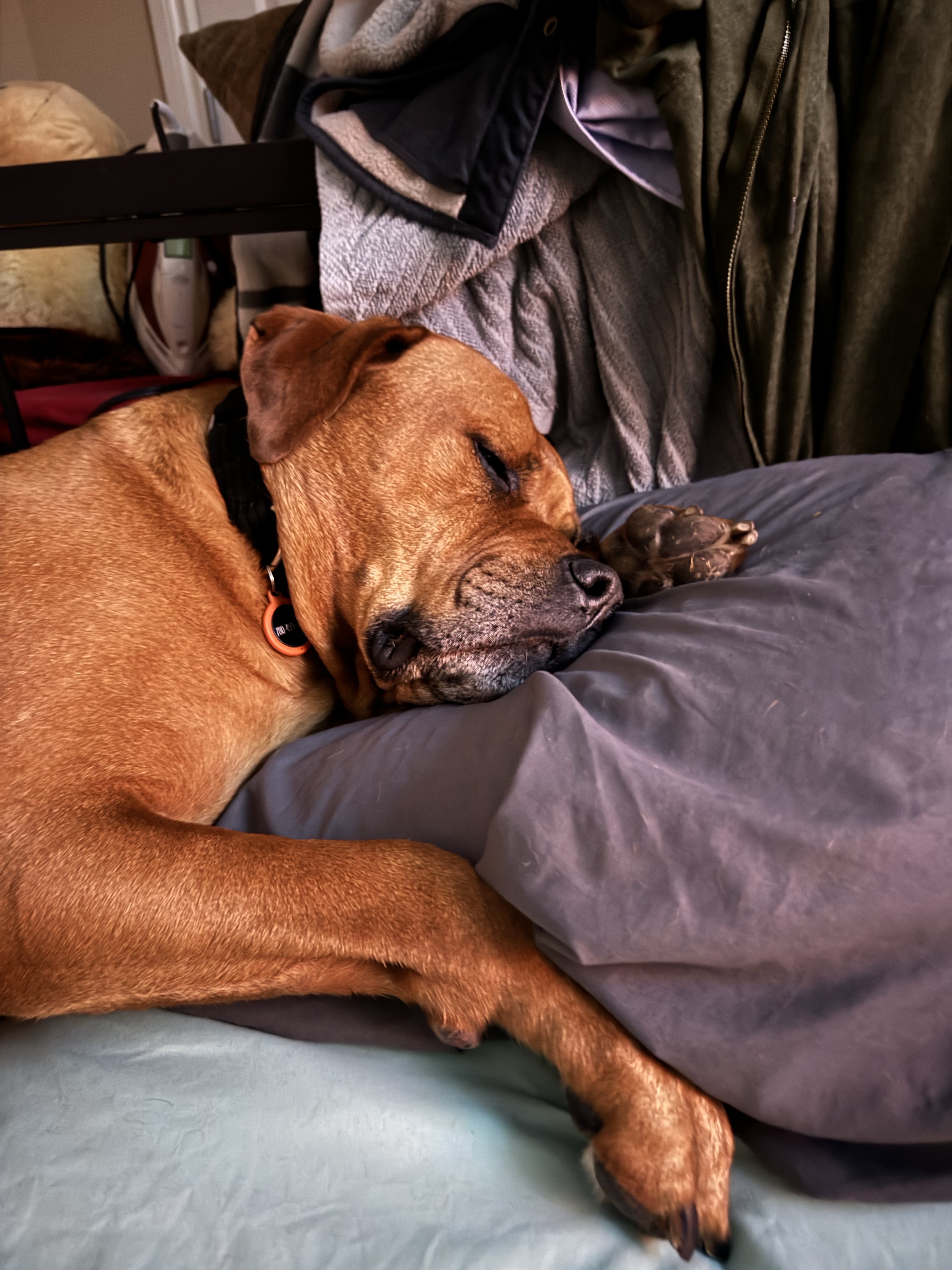 Exhausted Dog is Exhausted