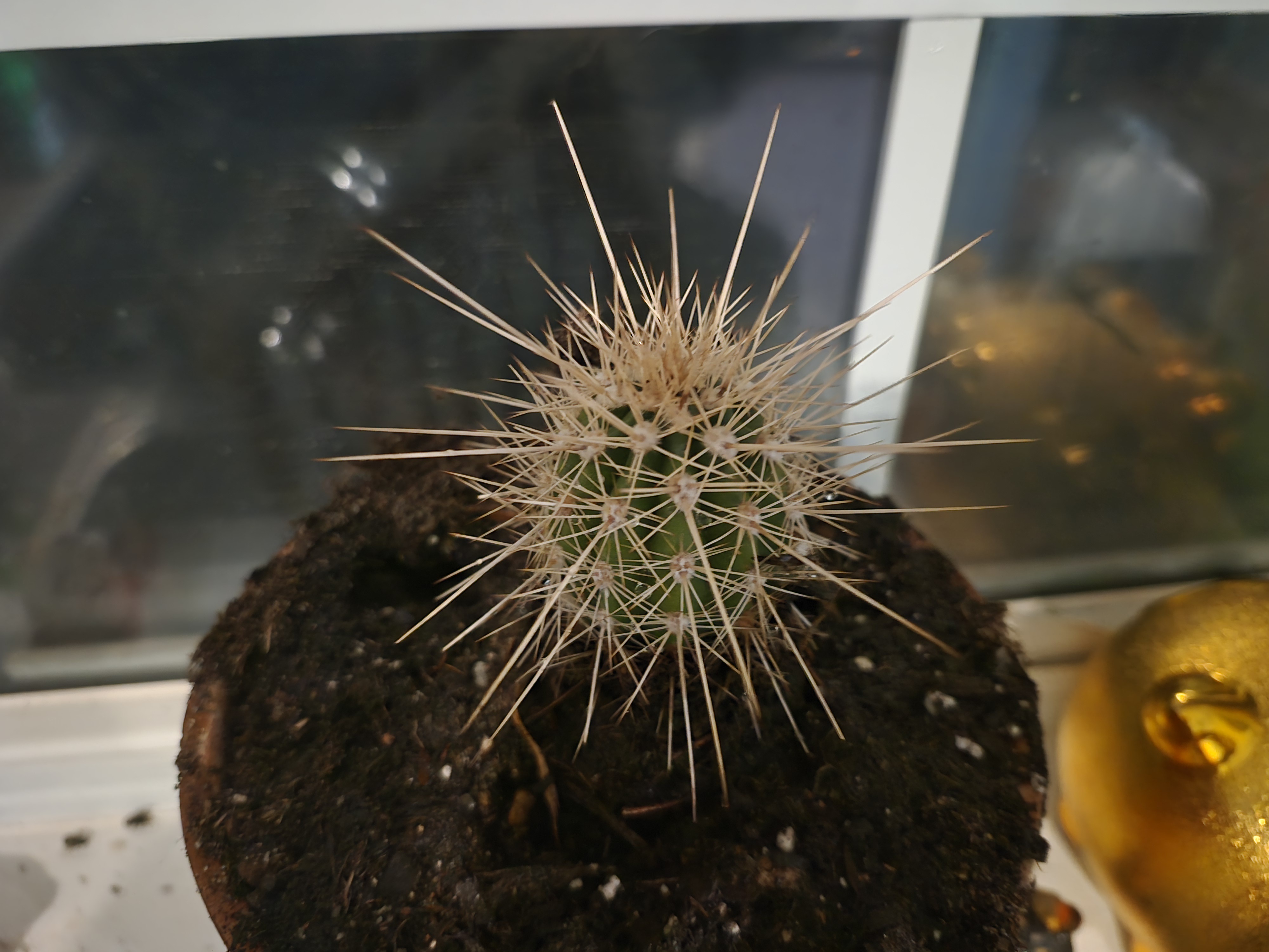 Meet the Adorable Strawberry Hedgehog Cactus