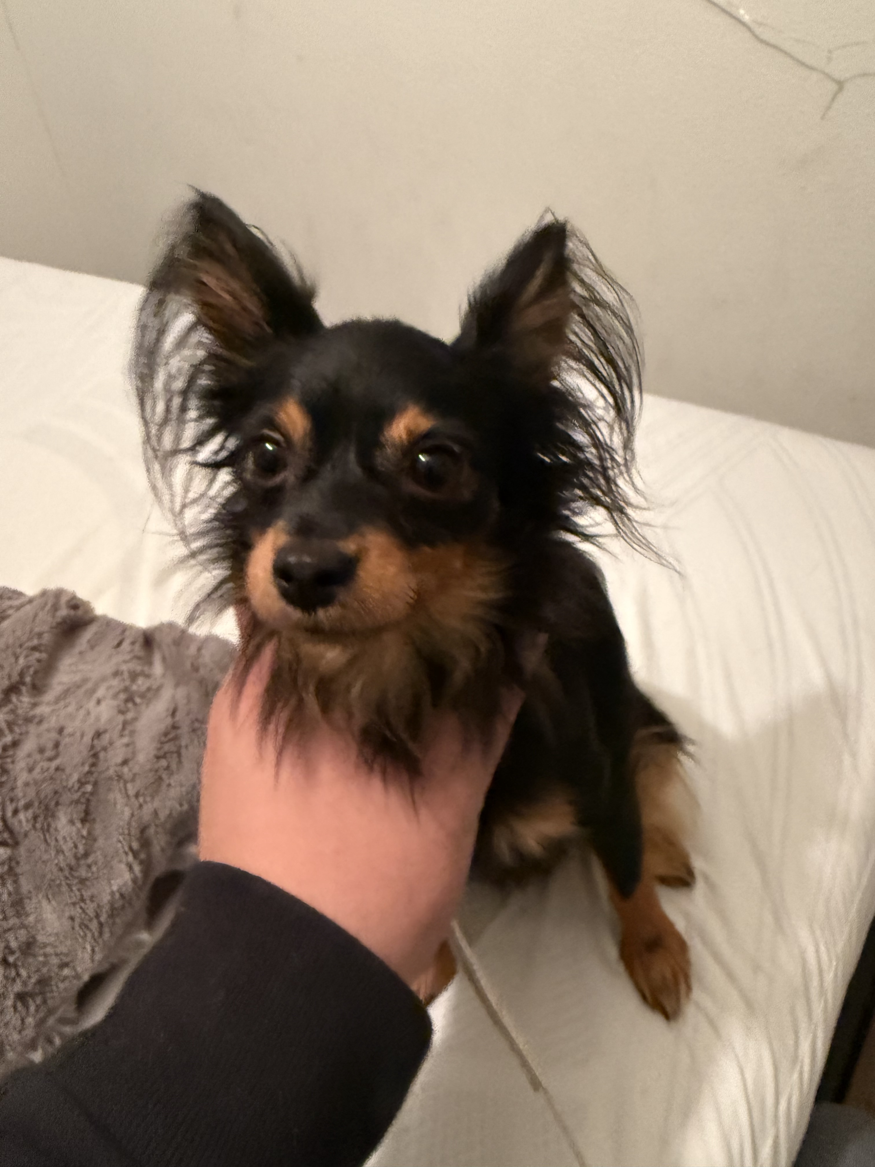 Meet Beau and Scout: The Dynamic Duo