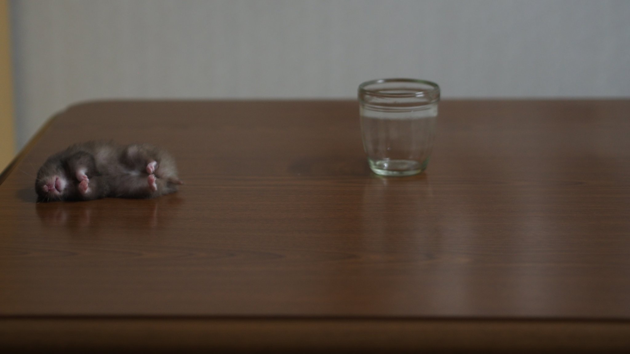 Meet the Exhausted Hamster Taking a Nap on My Desk