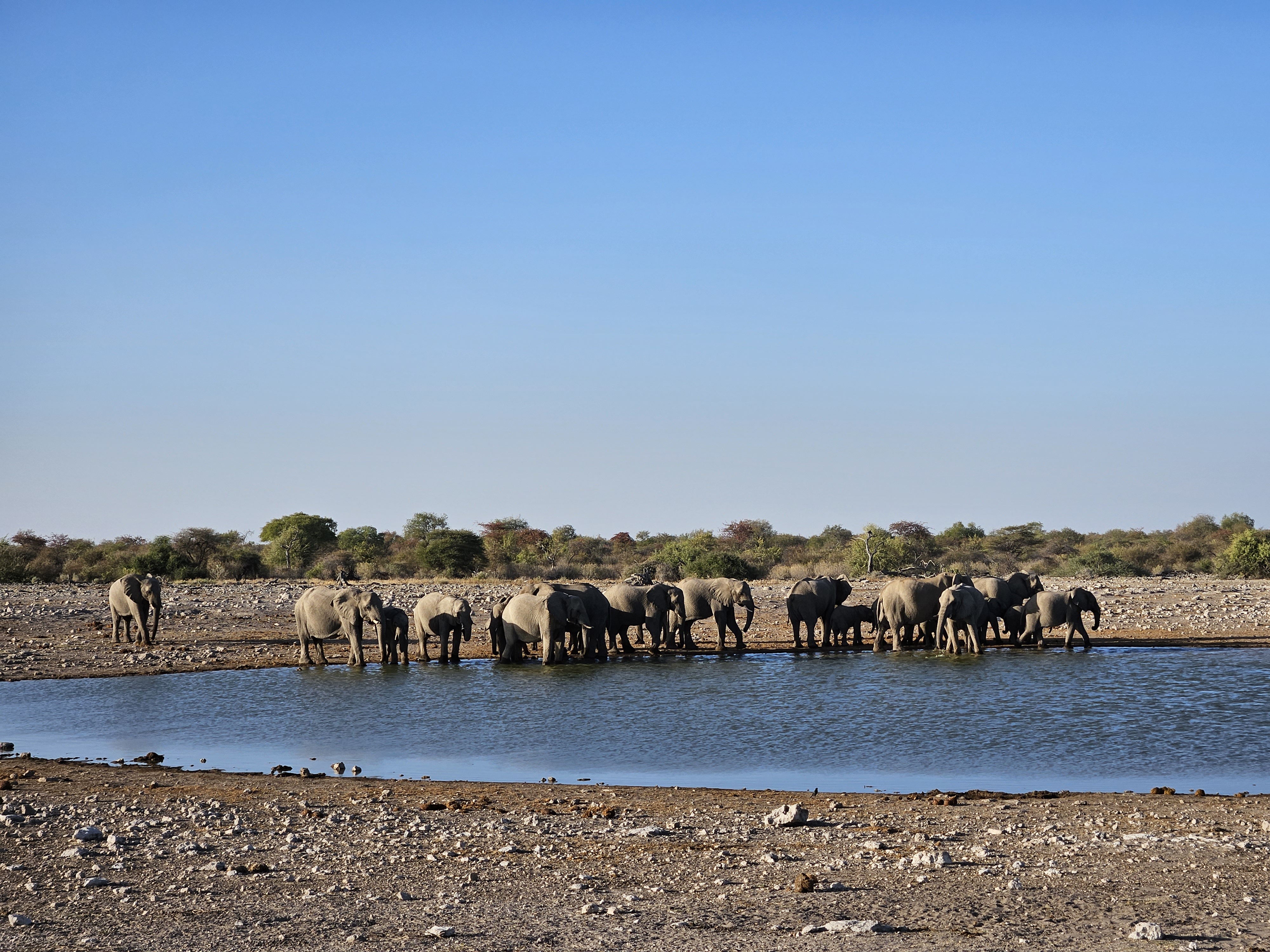 The Majestic World of Elephants!