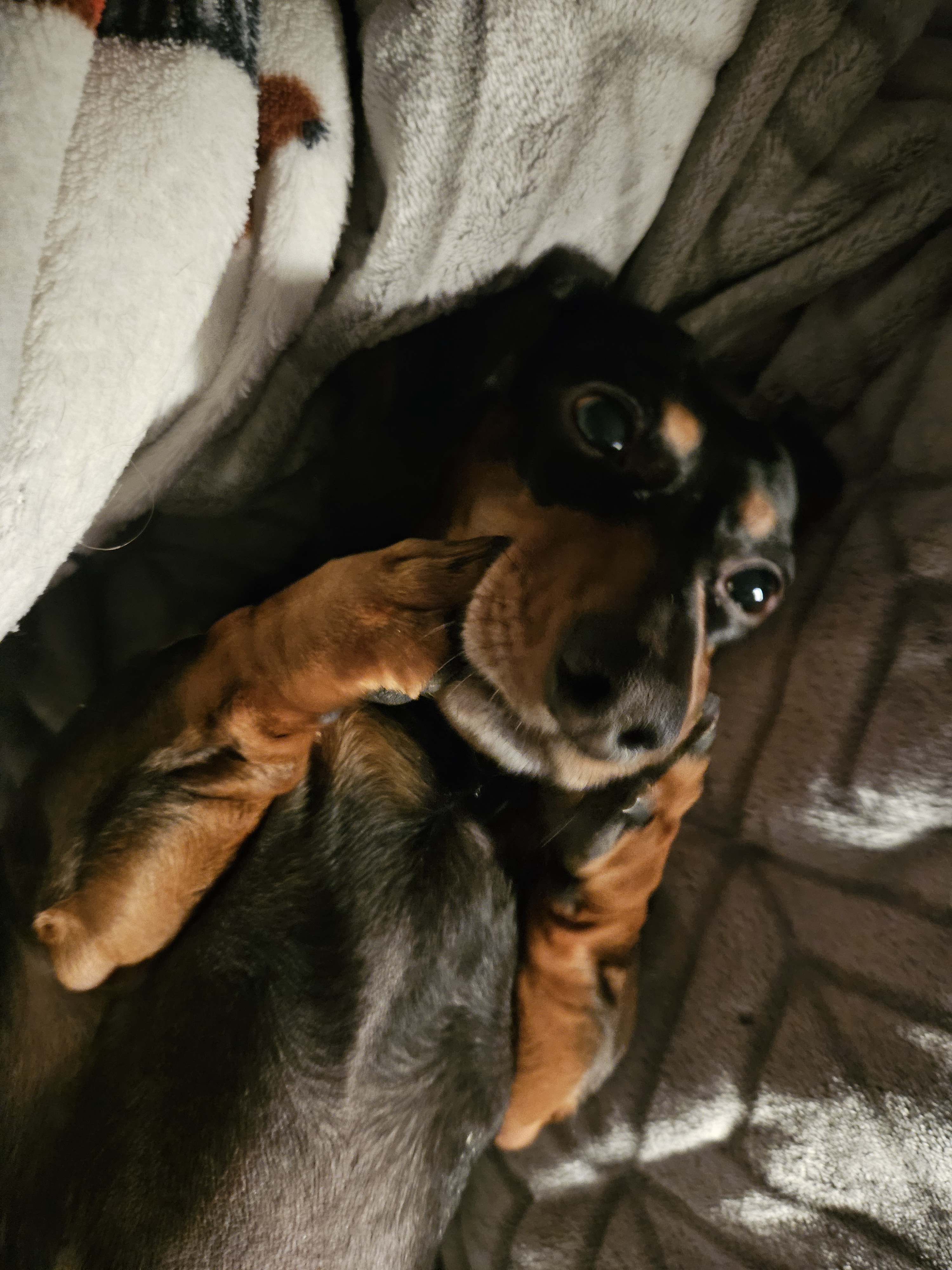Meet Ellie: The Star of the Show