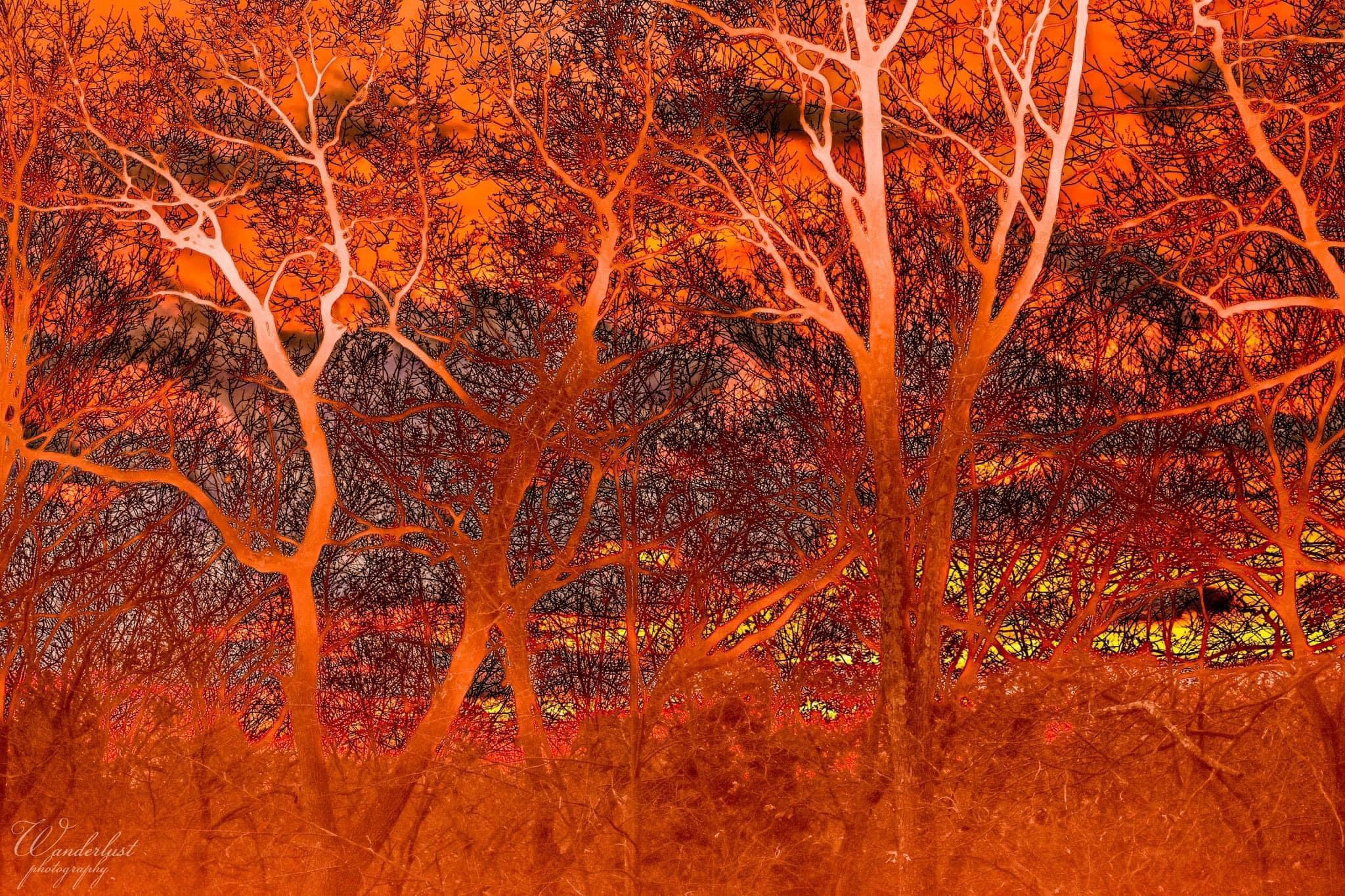 The Beauty and Majesty of Trees