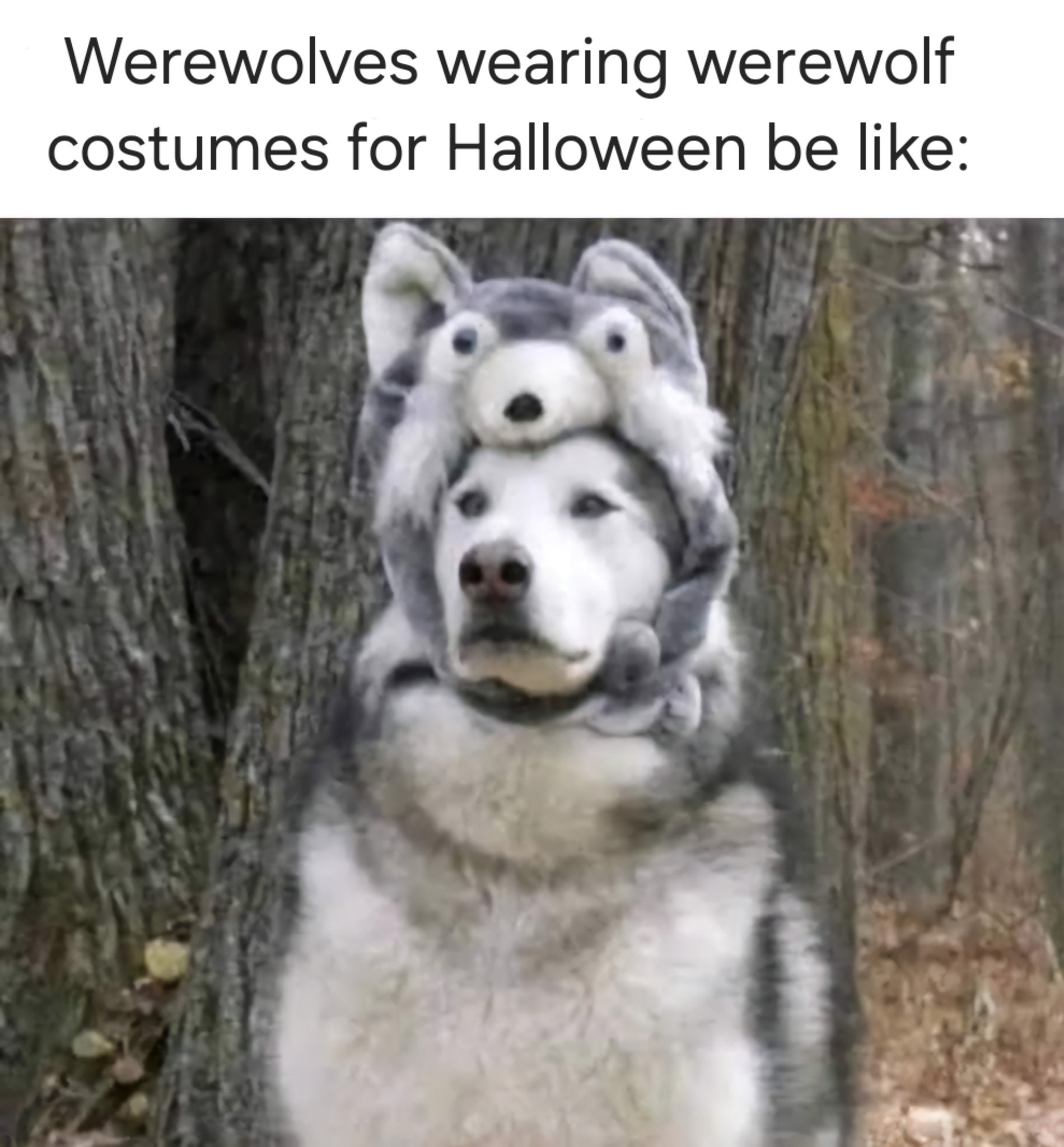 Is This the Werewolf Squared? A Curious Conundrum