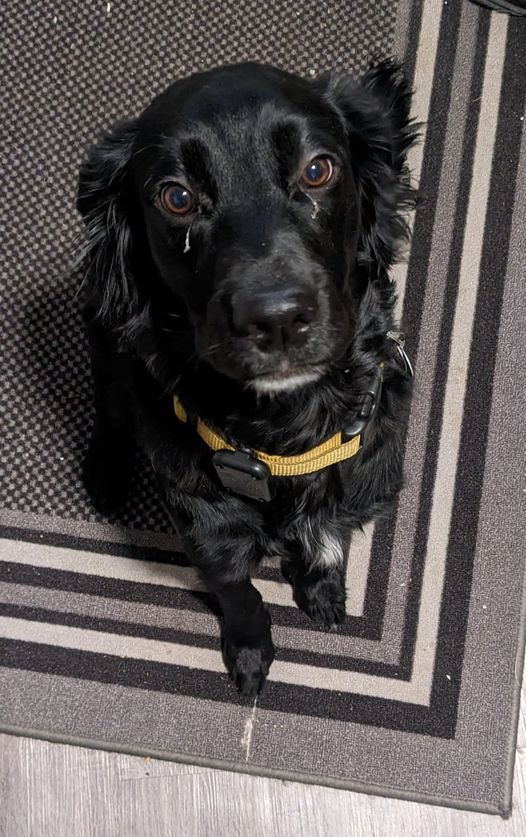 Help! My adorable puppy is struggling with persistent eye goobers!