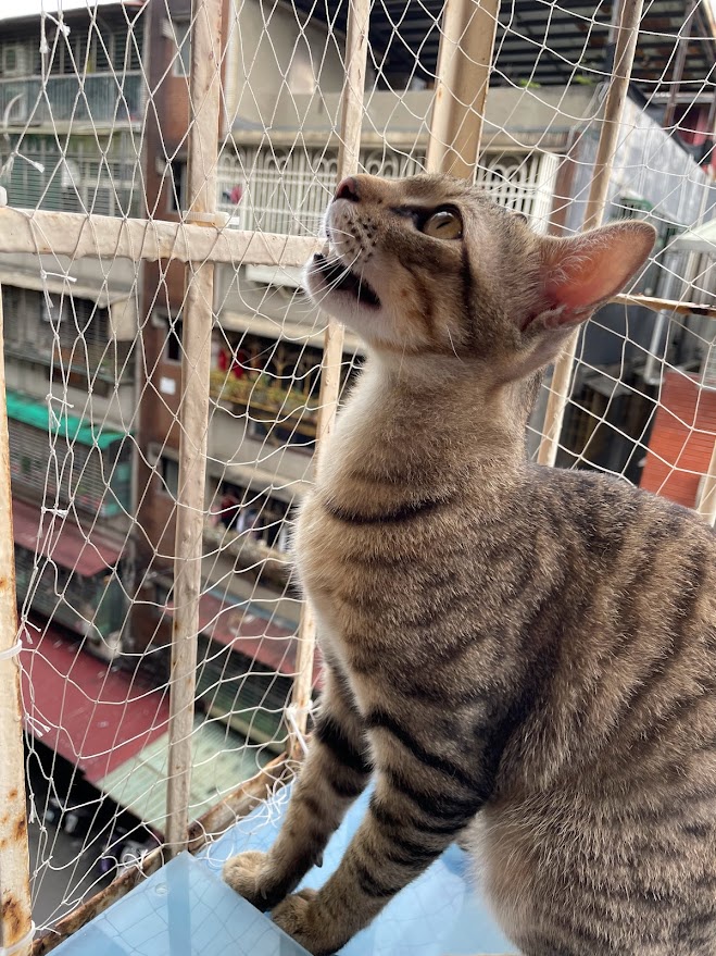Cuddly Cat Adventures