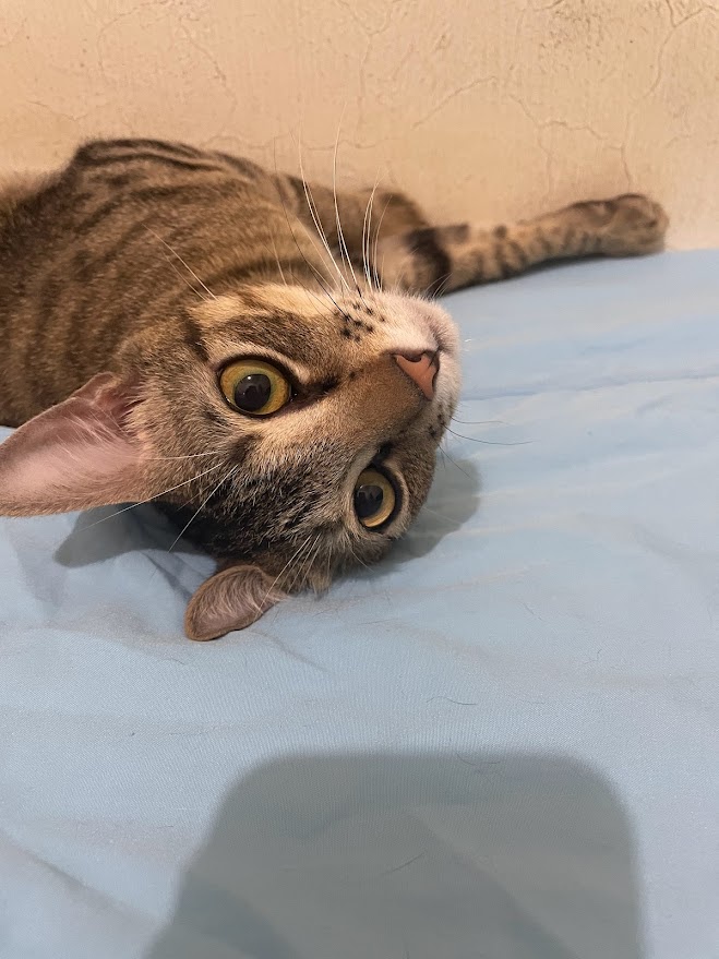 Cay: The Cat with a Twist
