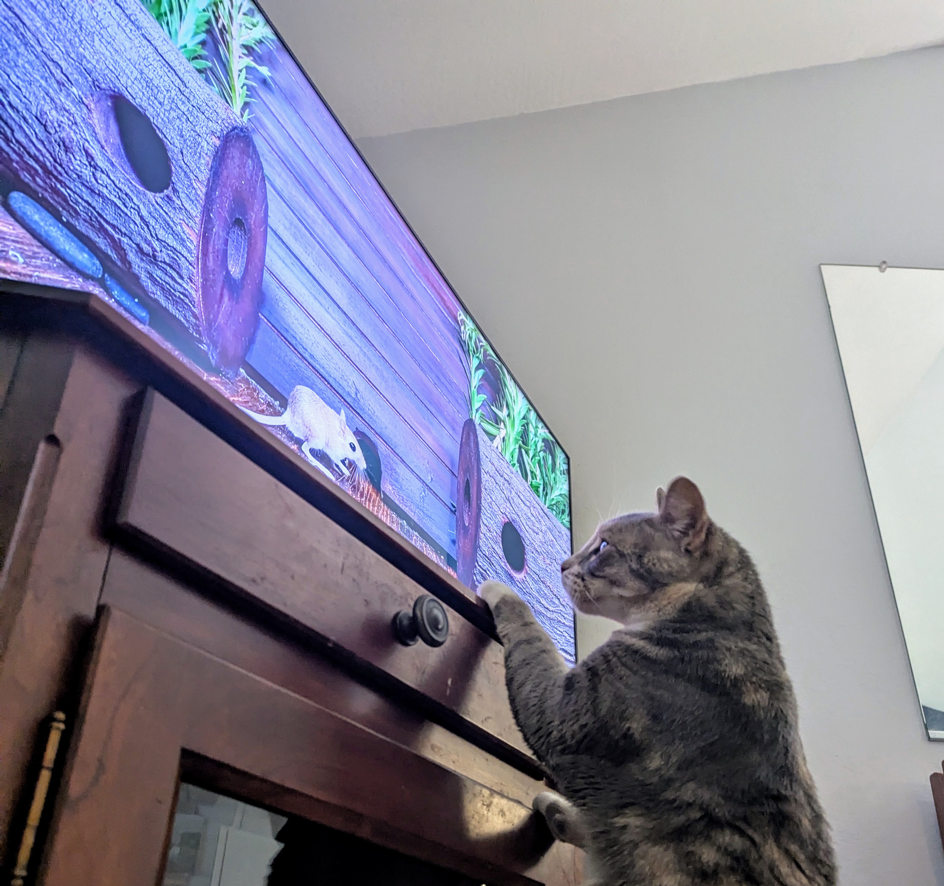 Moxie is Captivated by Her Favorite YouTube Show Featuring Mice and Birds