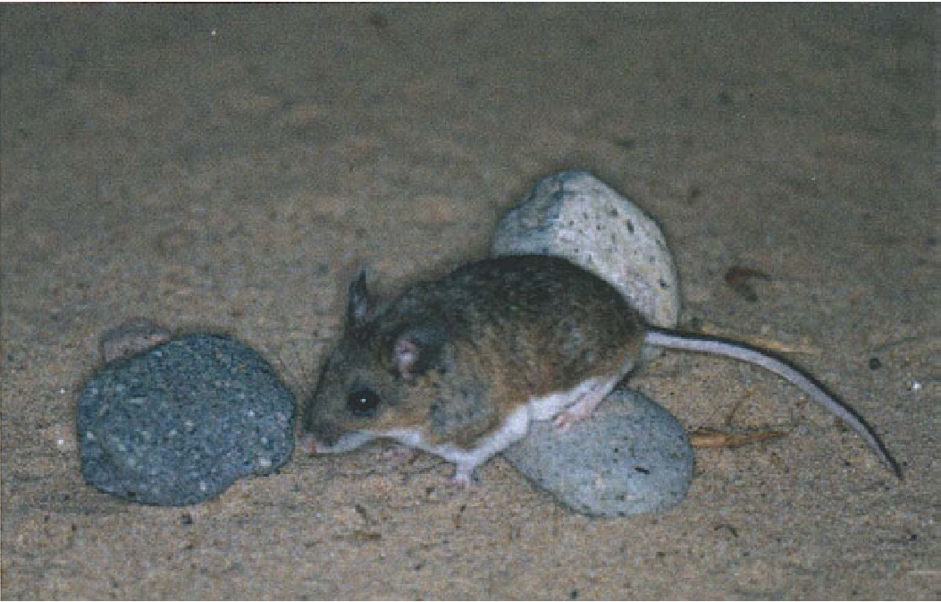 The Angel Island Mouse: A Possible Extinction Story from 1998