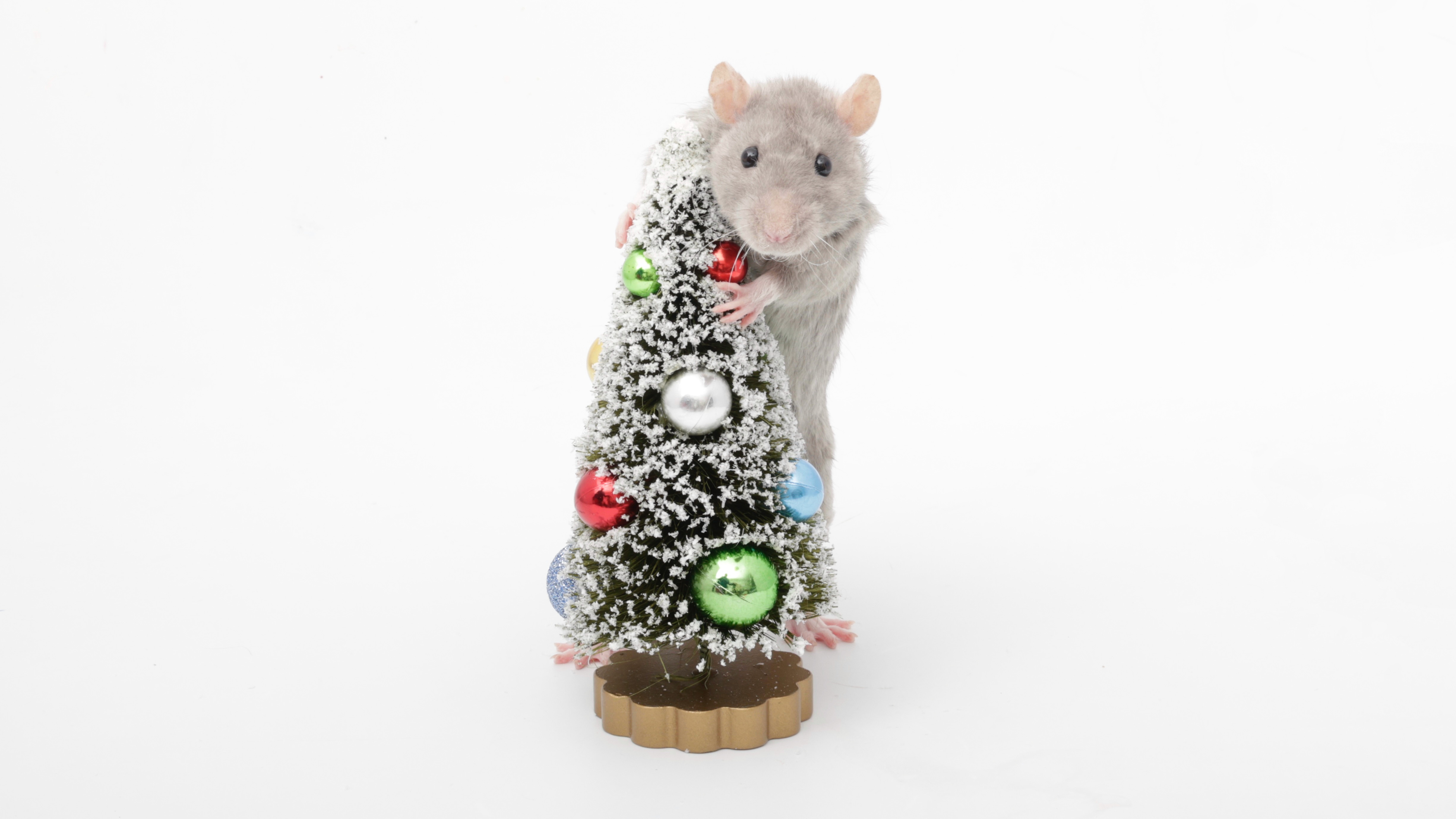 On the 10th day of Ratmas, my ratties gifted me... a tiny Christmas tree from Crumb!