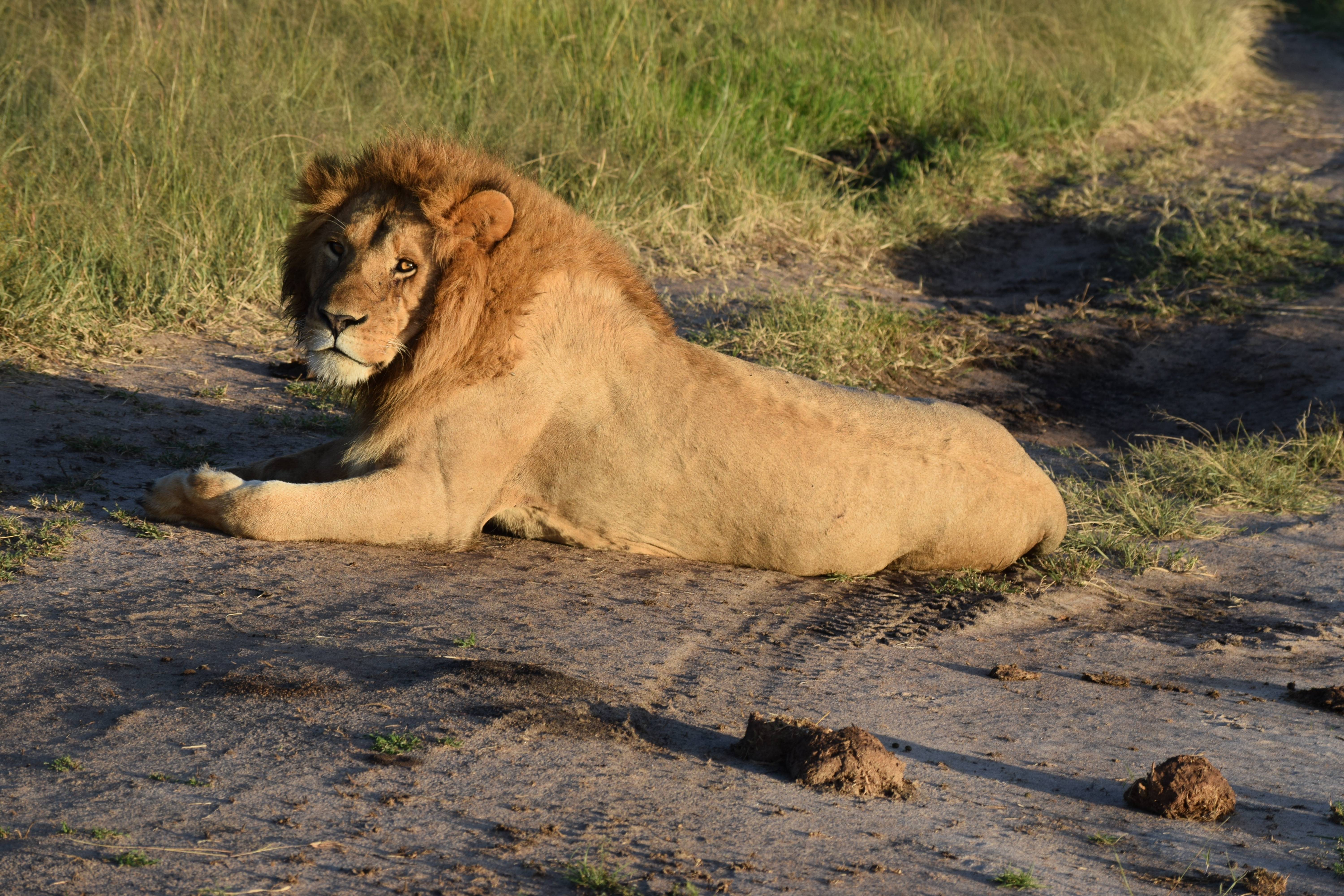 The Majestic Masai Lion Roaming Free