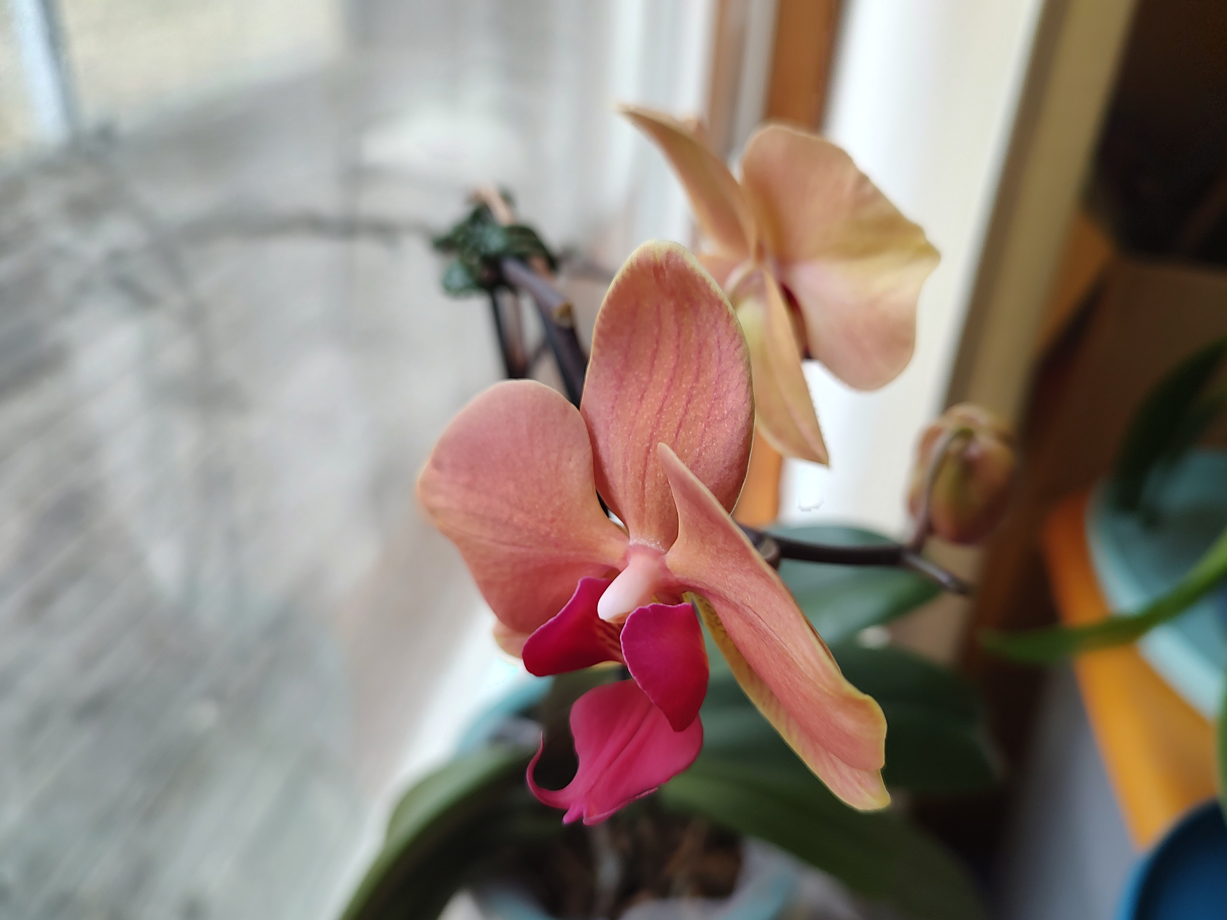 Today's Stunning Orchid Showcase - February 26, 2025