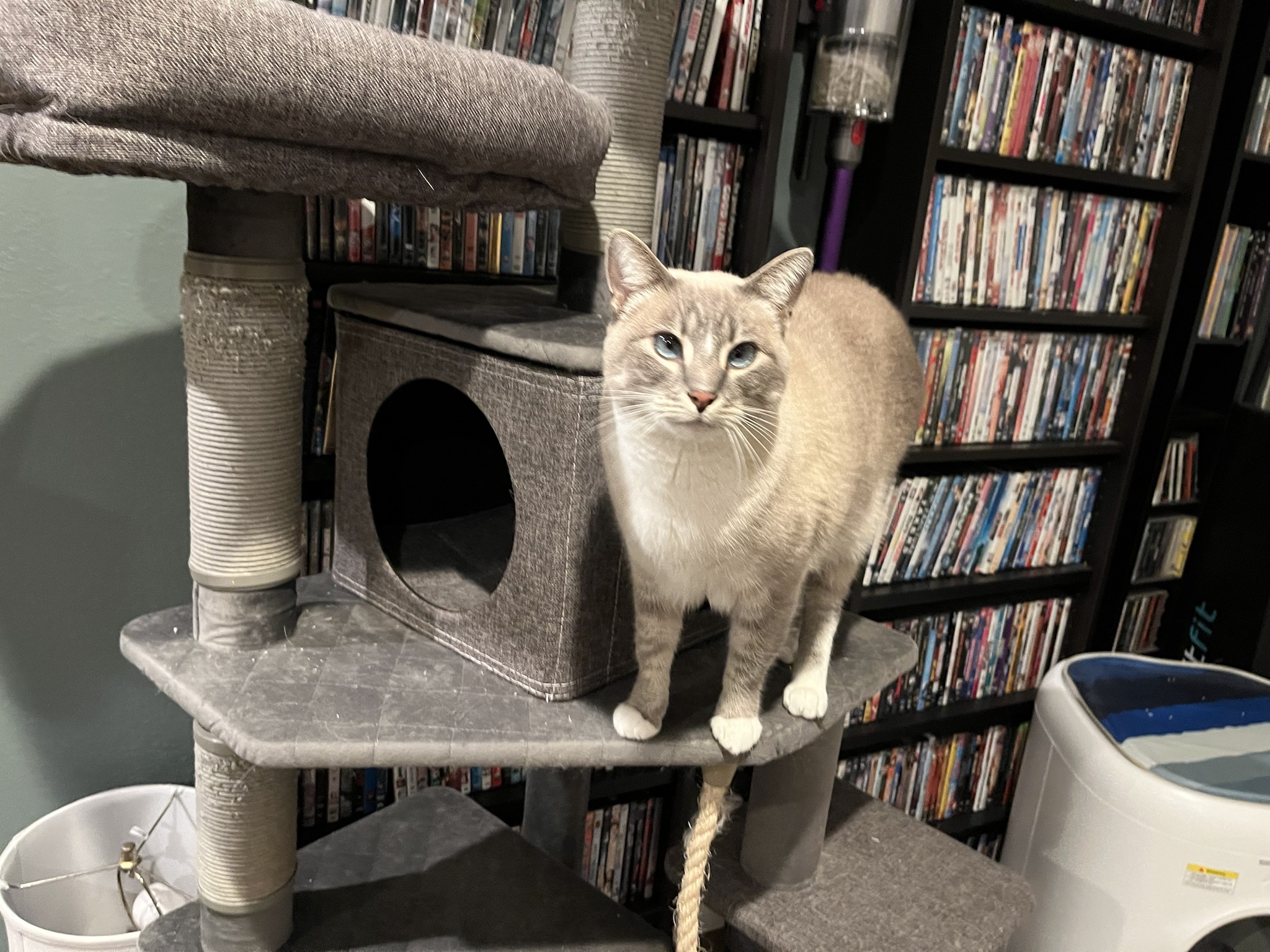 Daily Dose of Ivy: Cat Chronicles Day 341