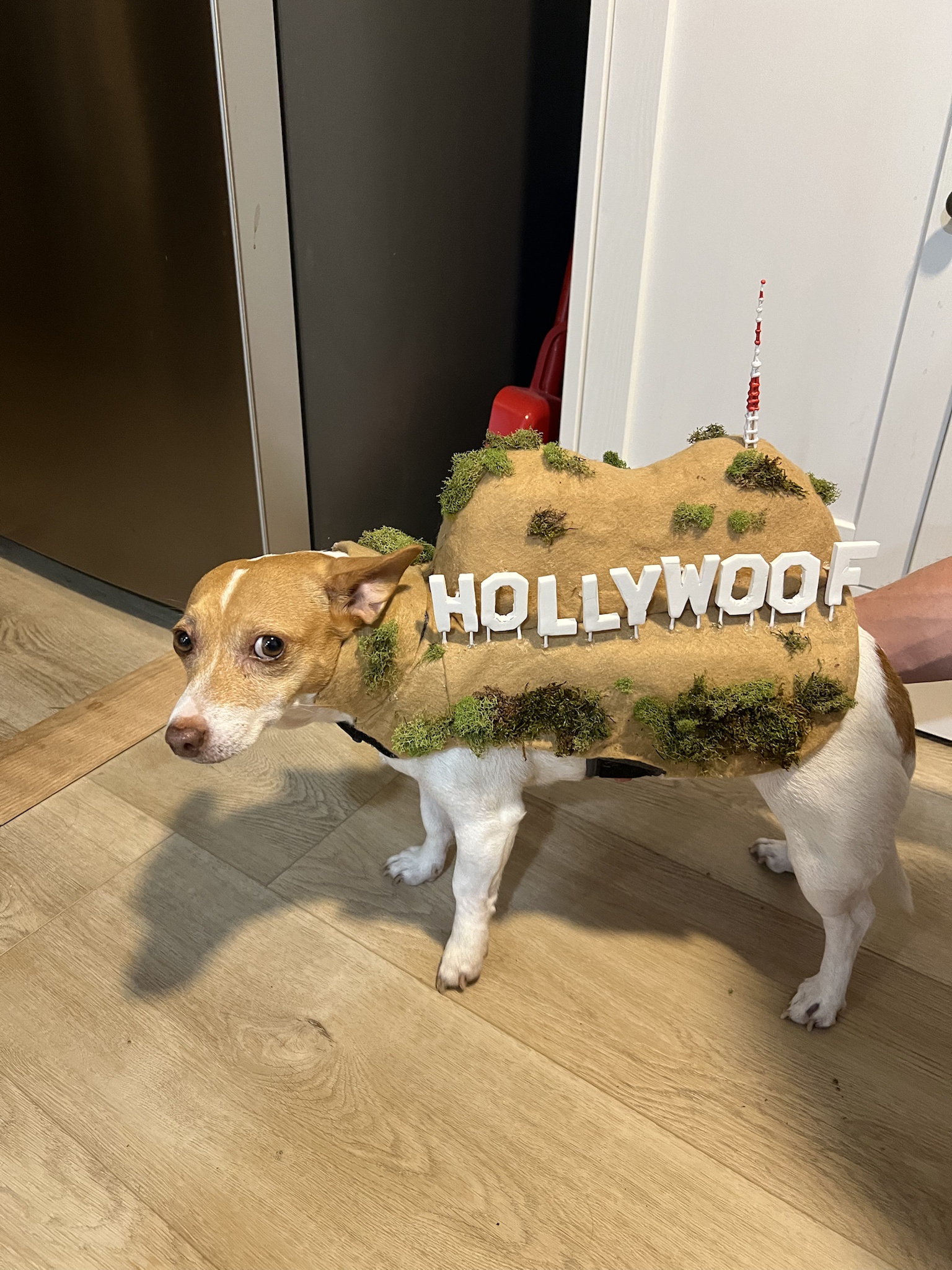 Welcome to Hollywoof: Where Pets Shine