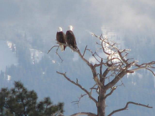 Majestic Eagles Soaring Over Pagosa Springs, Colorado