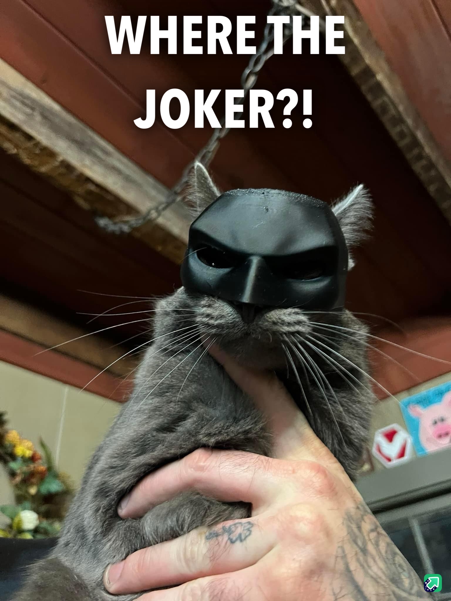 Benny the Cat: The Dark Knight of Meows