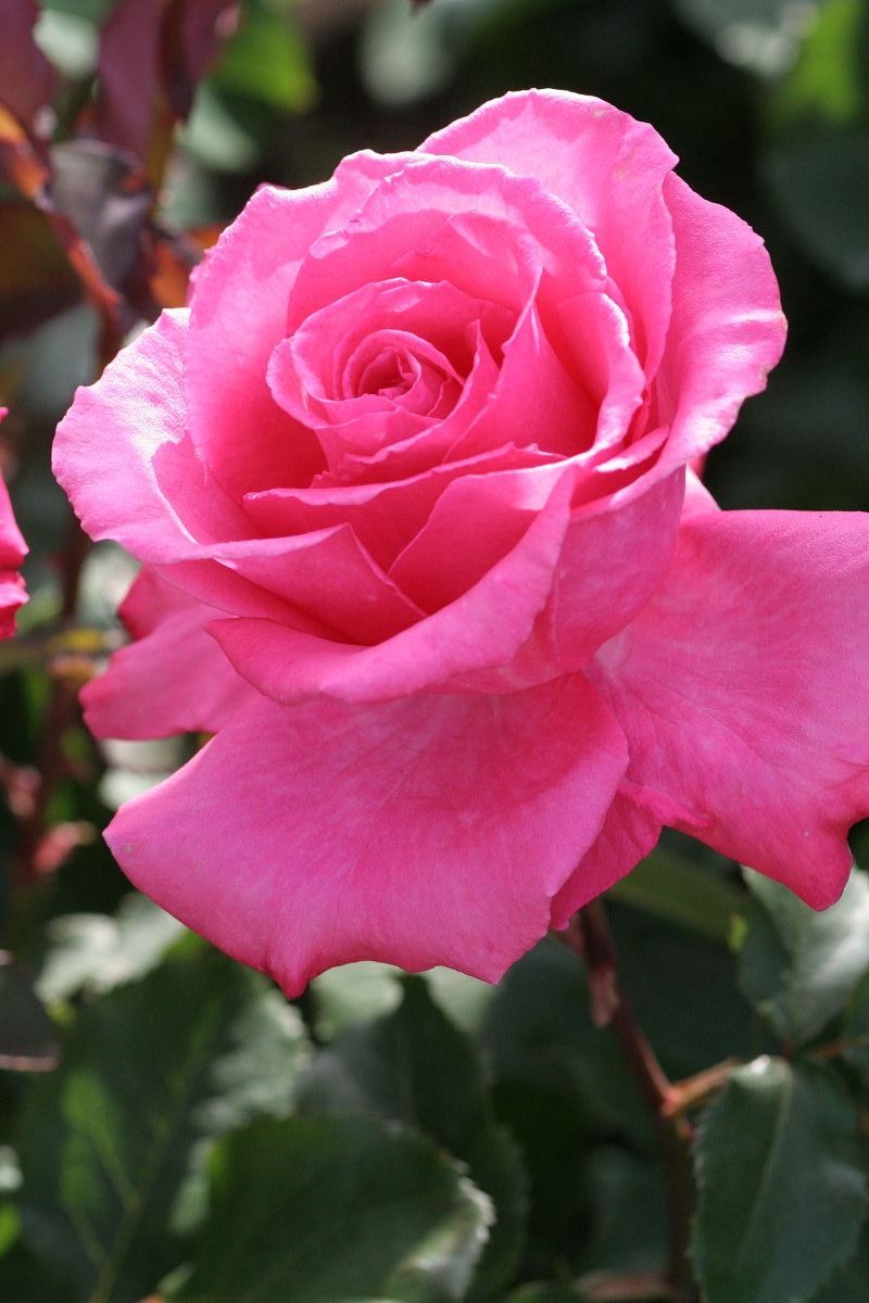 A Beautiful Day at the Keisei Rose Garden - May 2013