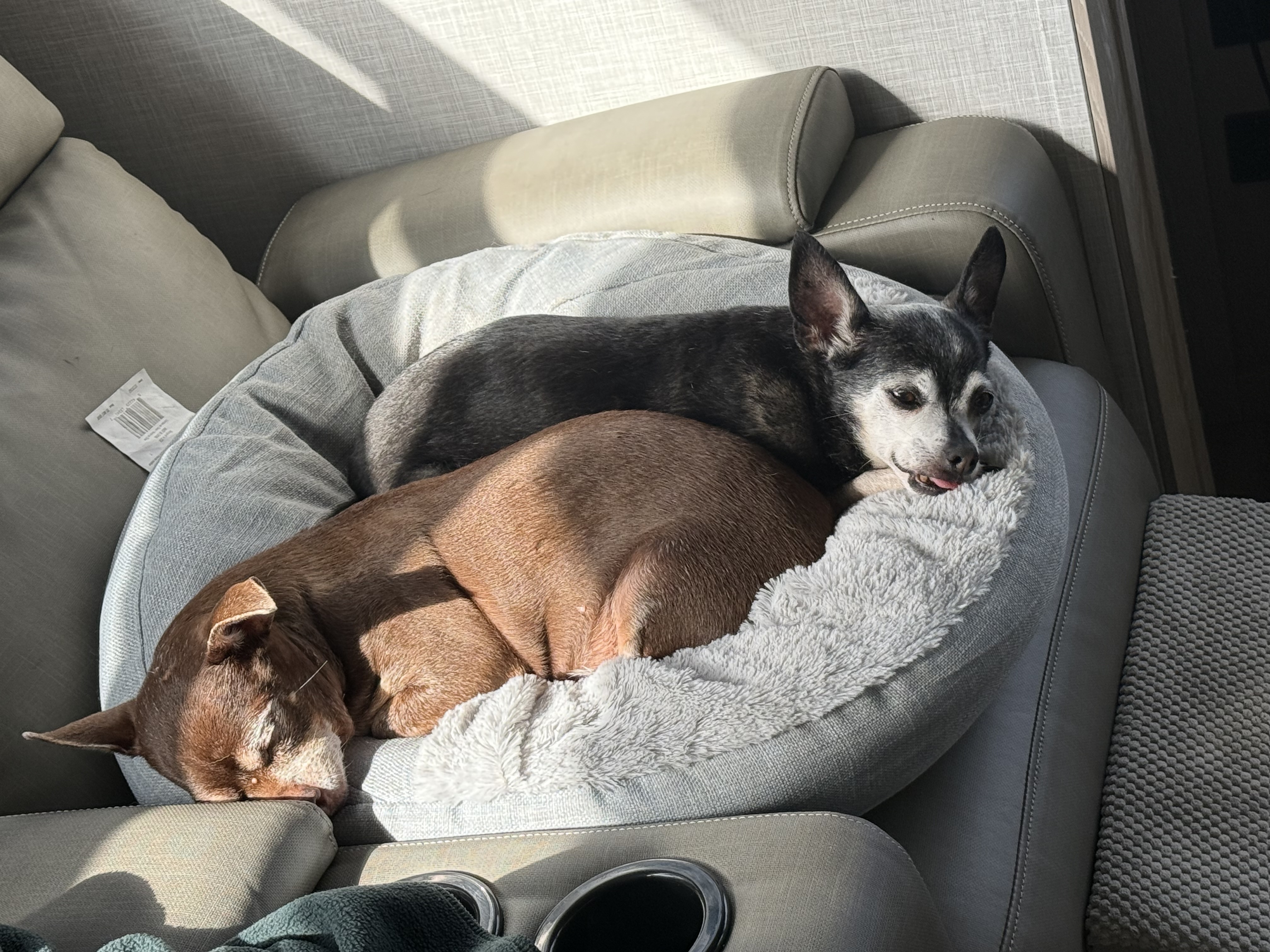 Bella and Chichi embark on their final adventure together.