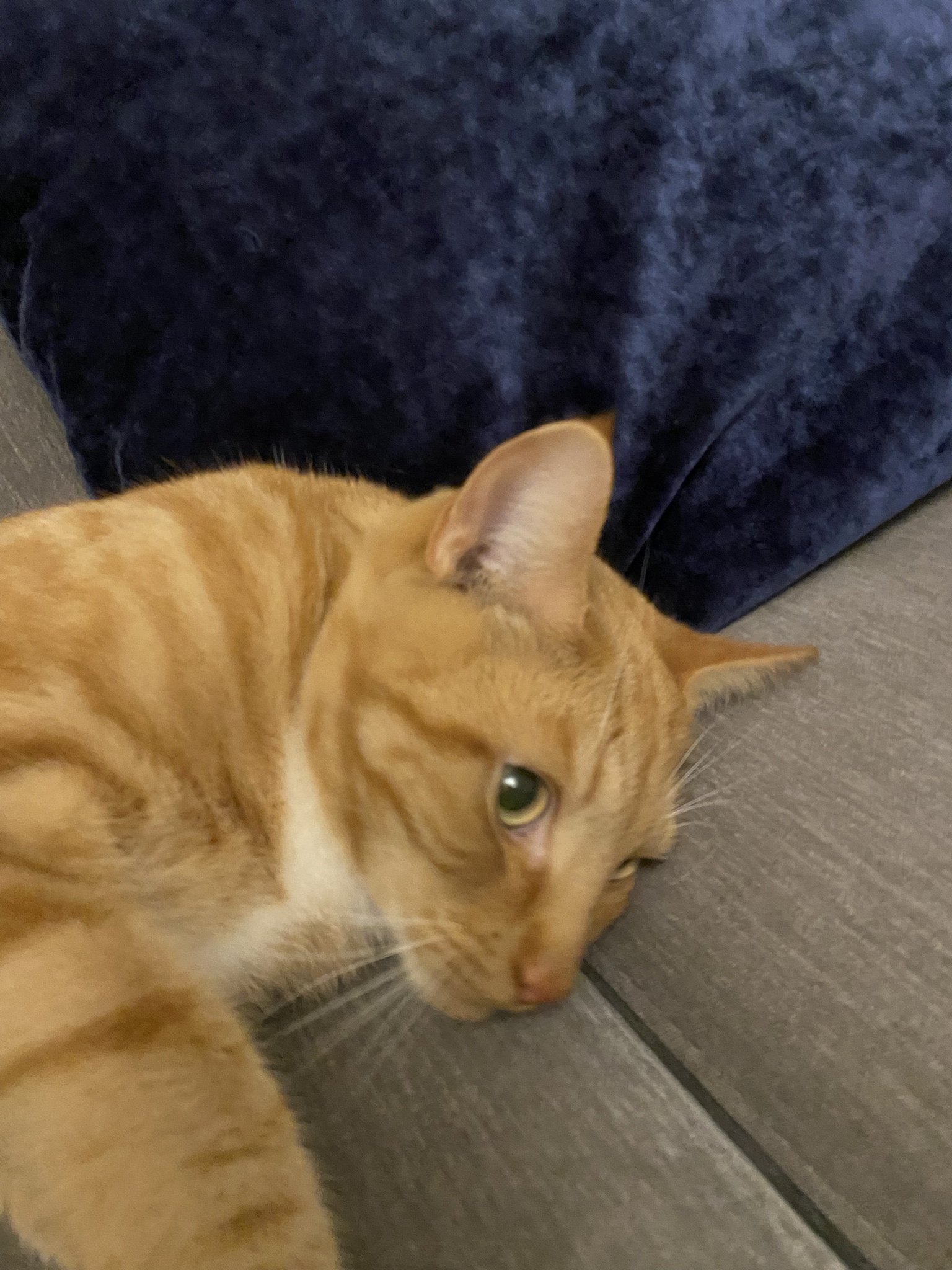 Biscuit's Daily Dose of Cuteness
