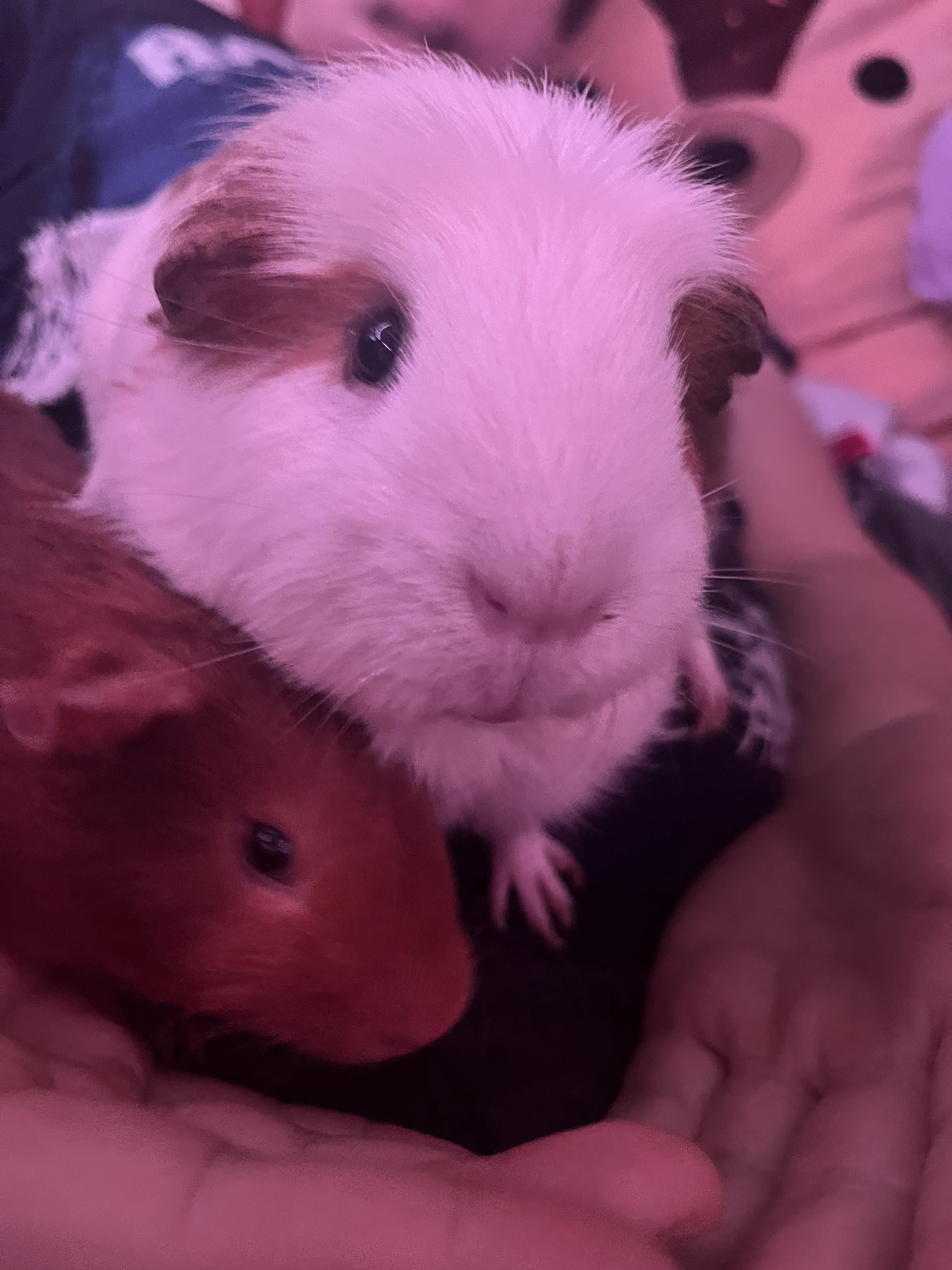 Just some adorable pigs!