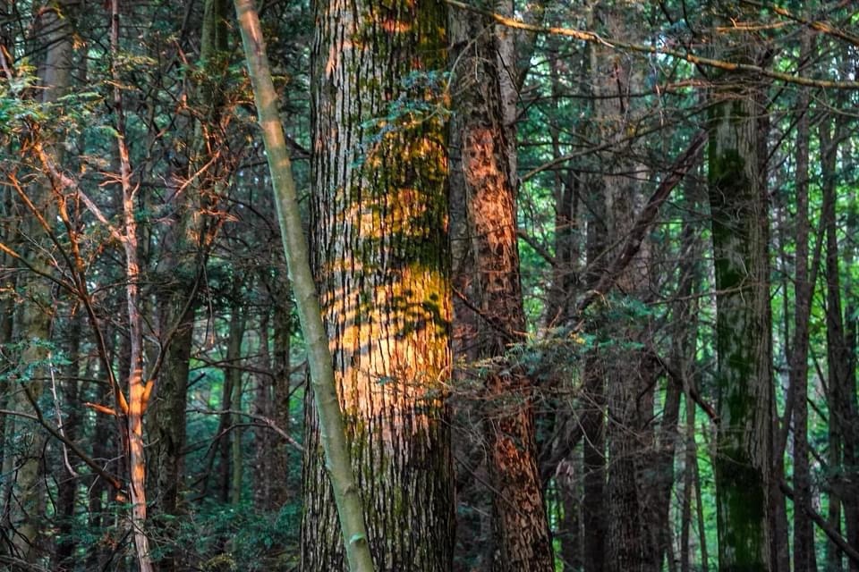 A Serene Walk Through the Forest