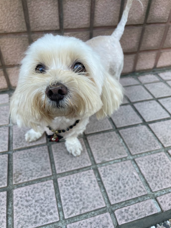 The adorable dog that stole everyone's heart