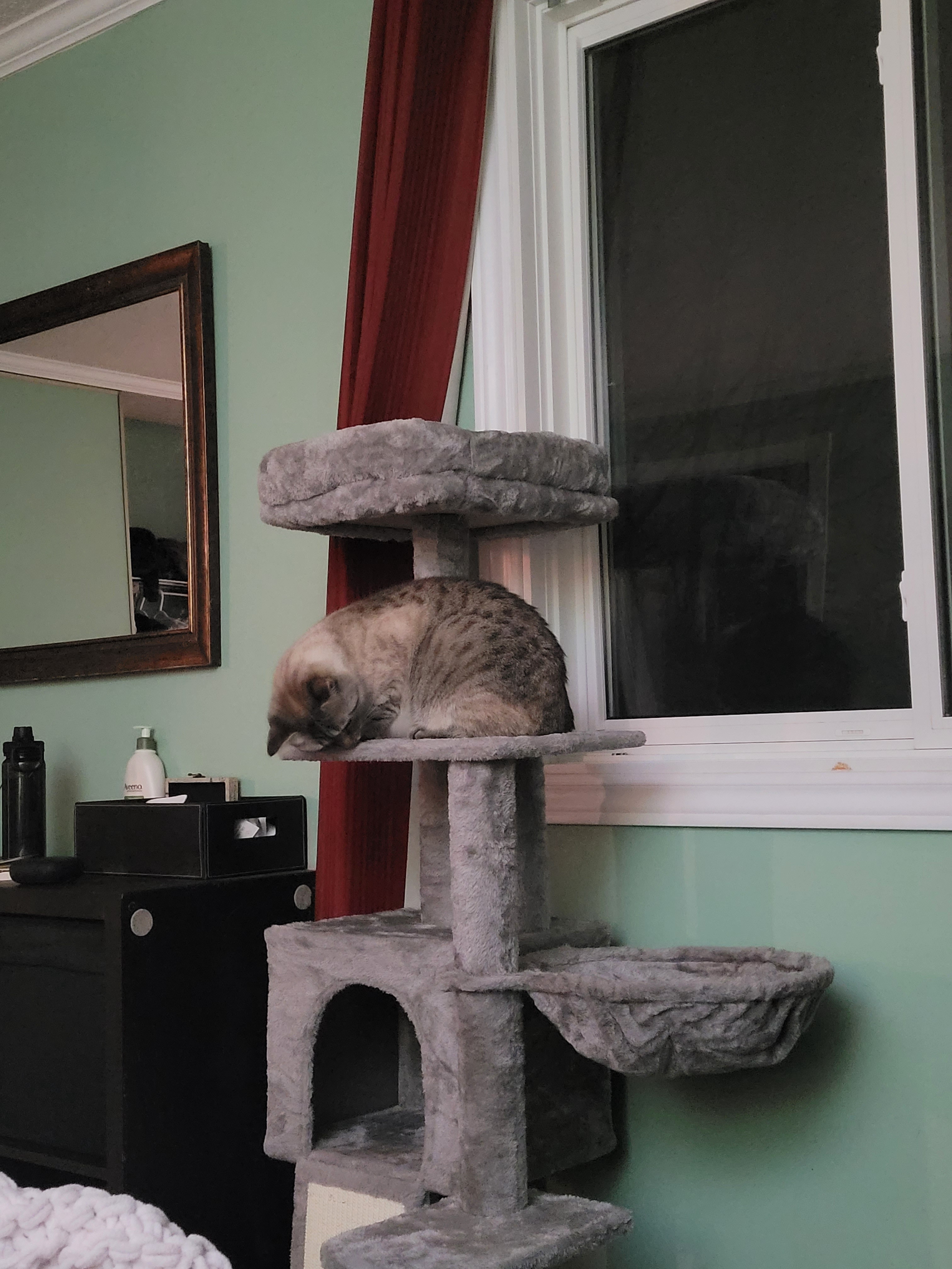 Mitten Gives a Thumbs Up to the New Cat Tree!
