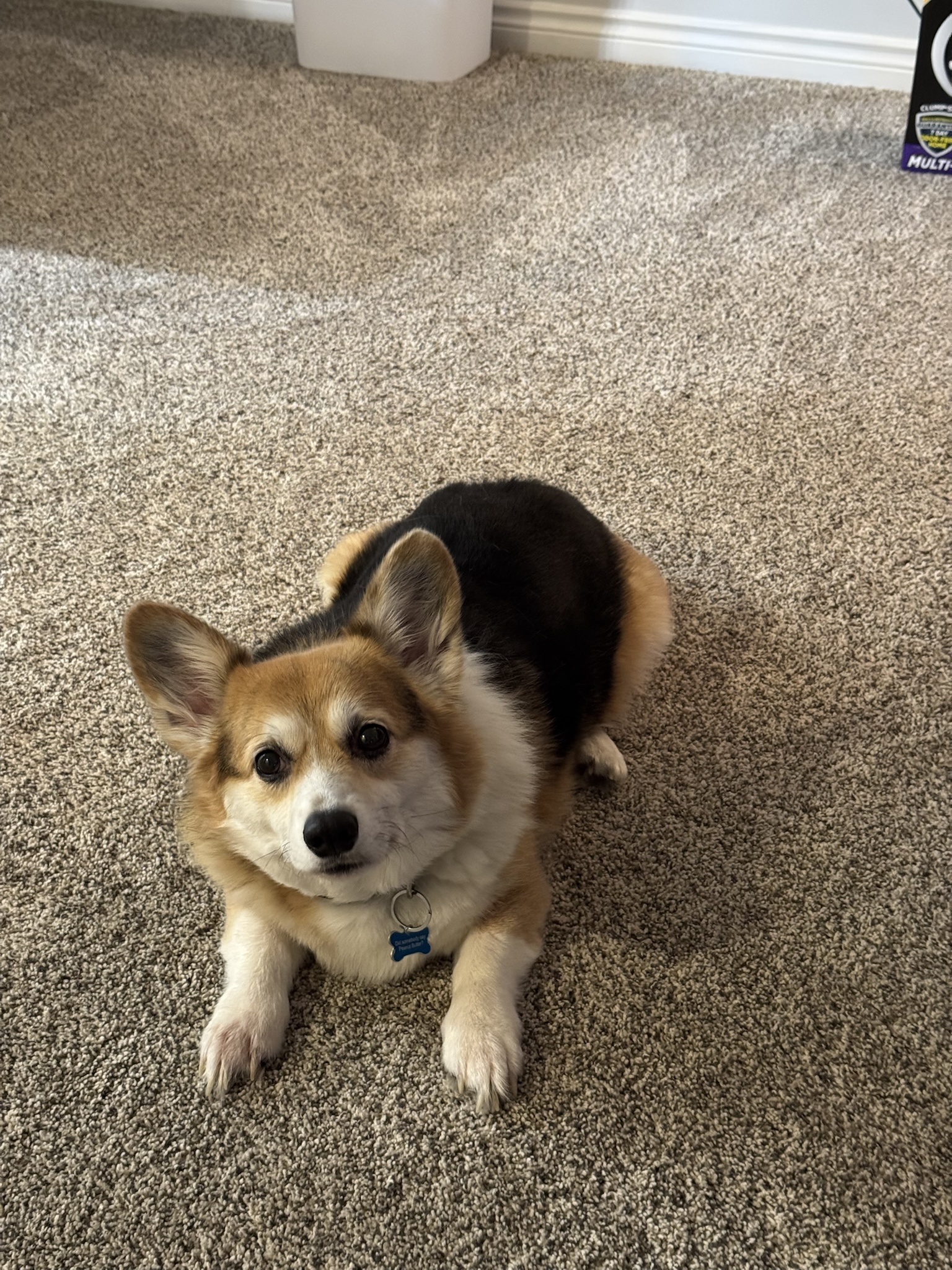 Just a Dog Being Adorable