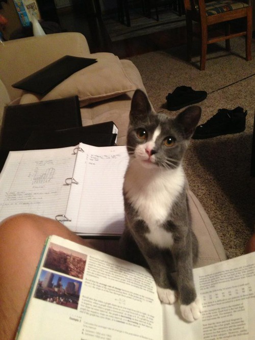 The Cat of the Day: Cuteness Overload!