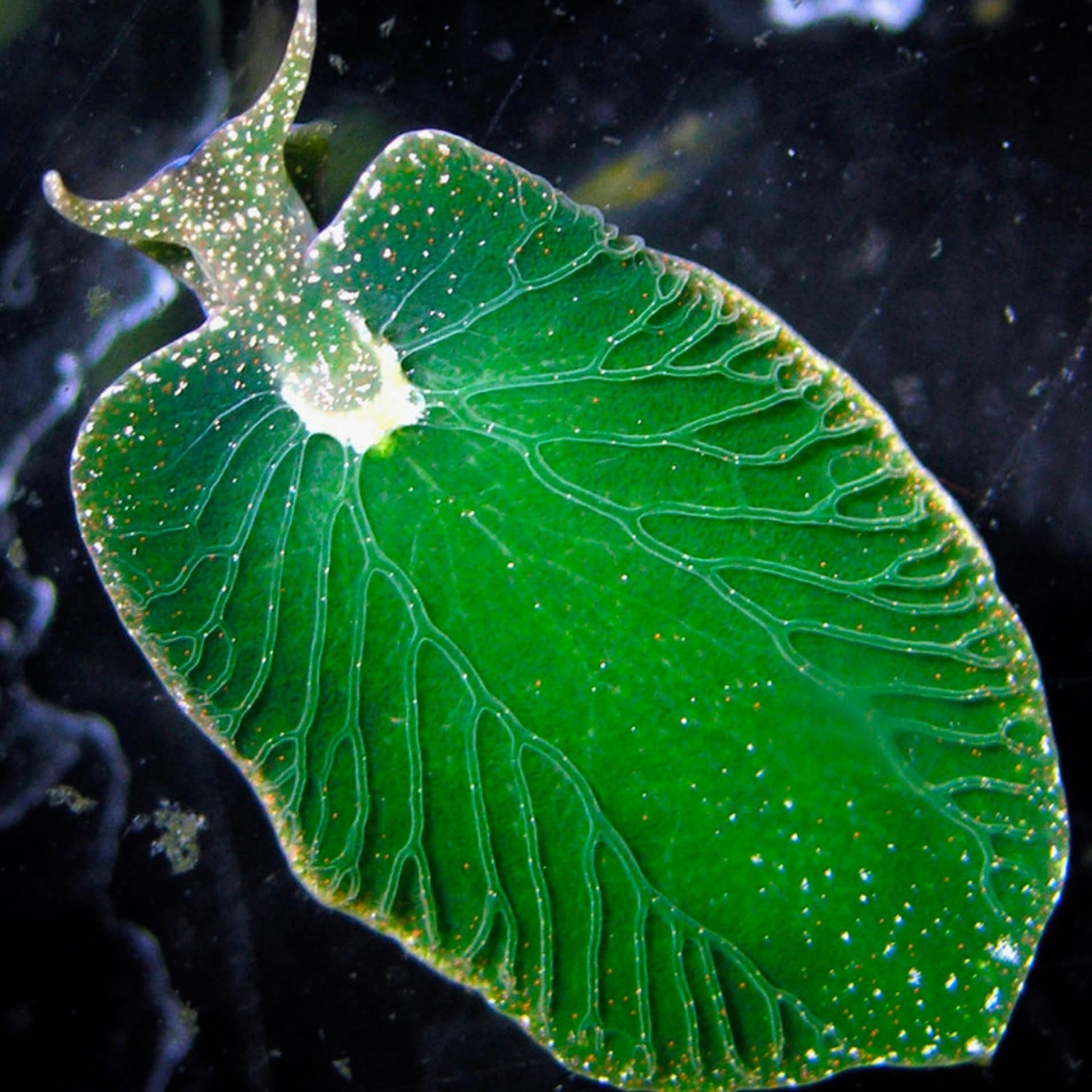 We definitely need to dive deeper into Sea Slugs!