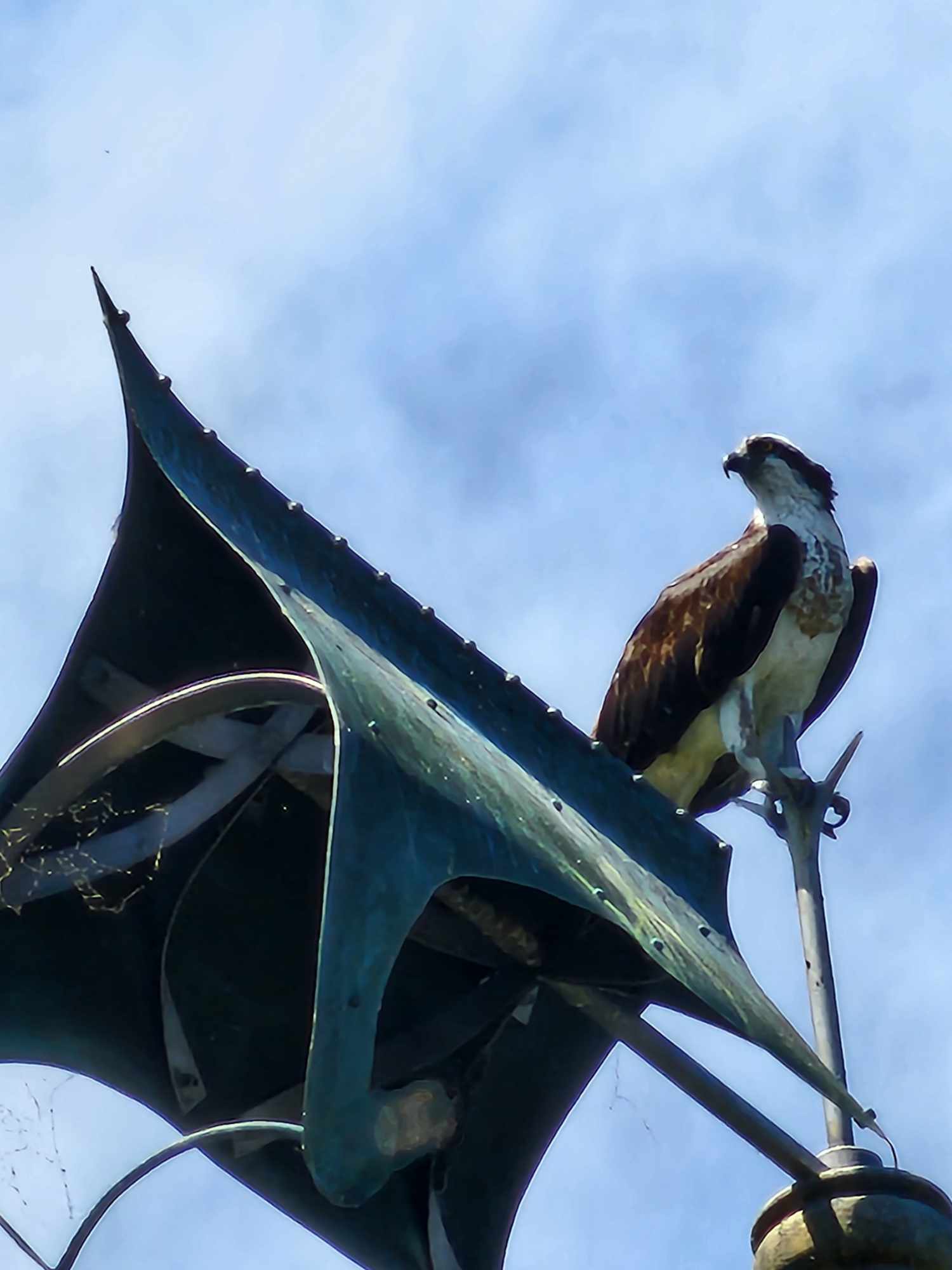 Osprey Relaxing on the Castle Weather Vane