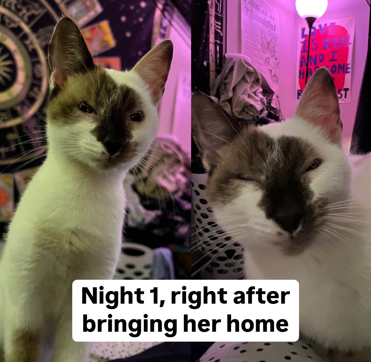 Adopted a stray kitten, but her eyes seem off – vet visit coming up!