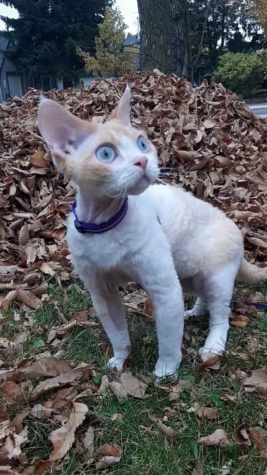The Enchanting World of Cats: A Celebration of Feline Grace