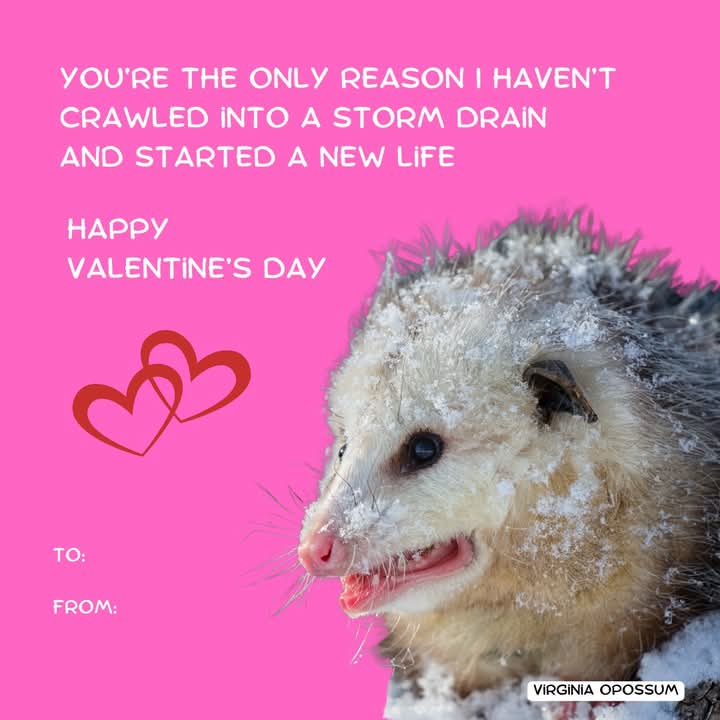 Awwww, Look at this Adorable Possum for Your Sweetheart!