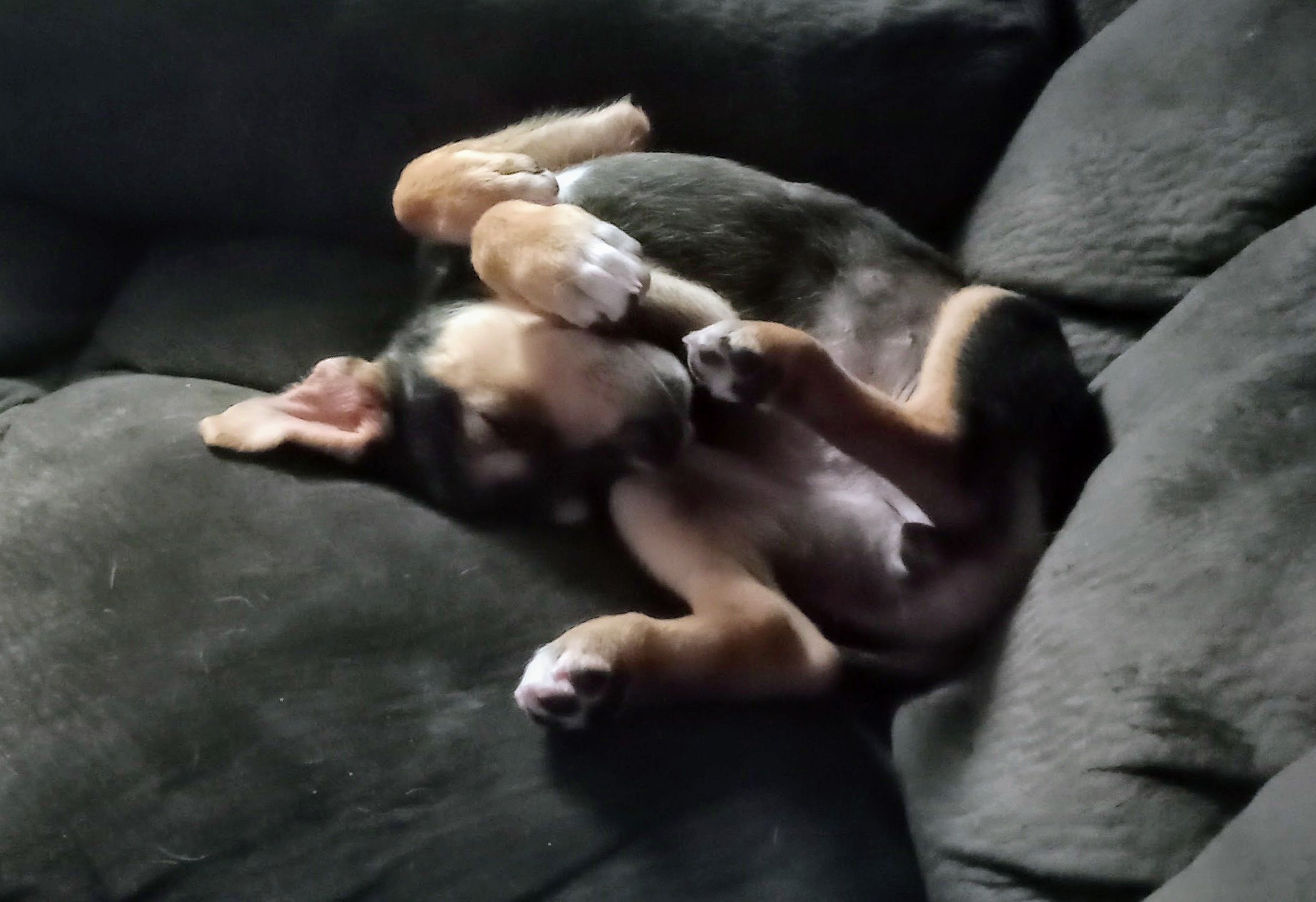 Puppy Update: Adorable Moments to Brighten Your Day