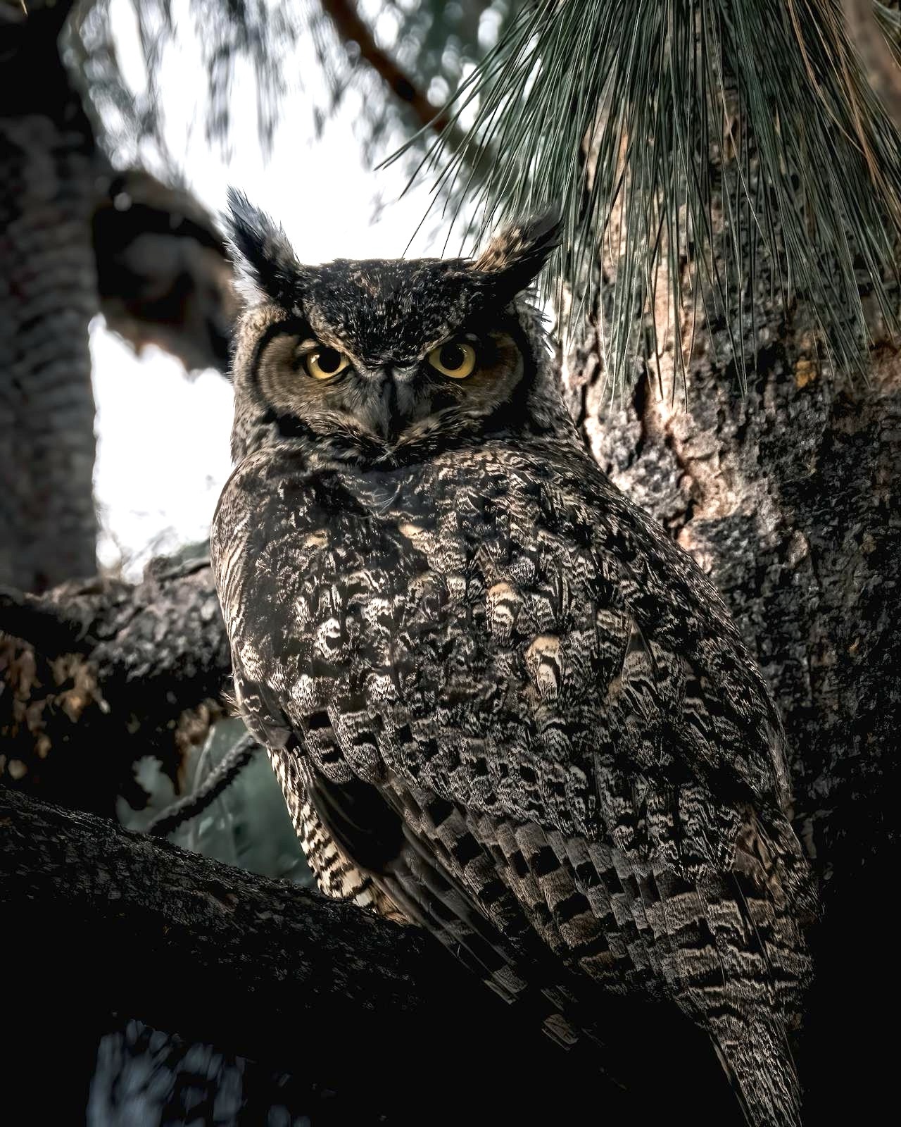 Meet the majestic great horned owl!