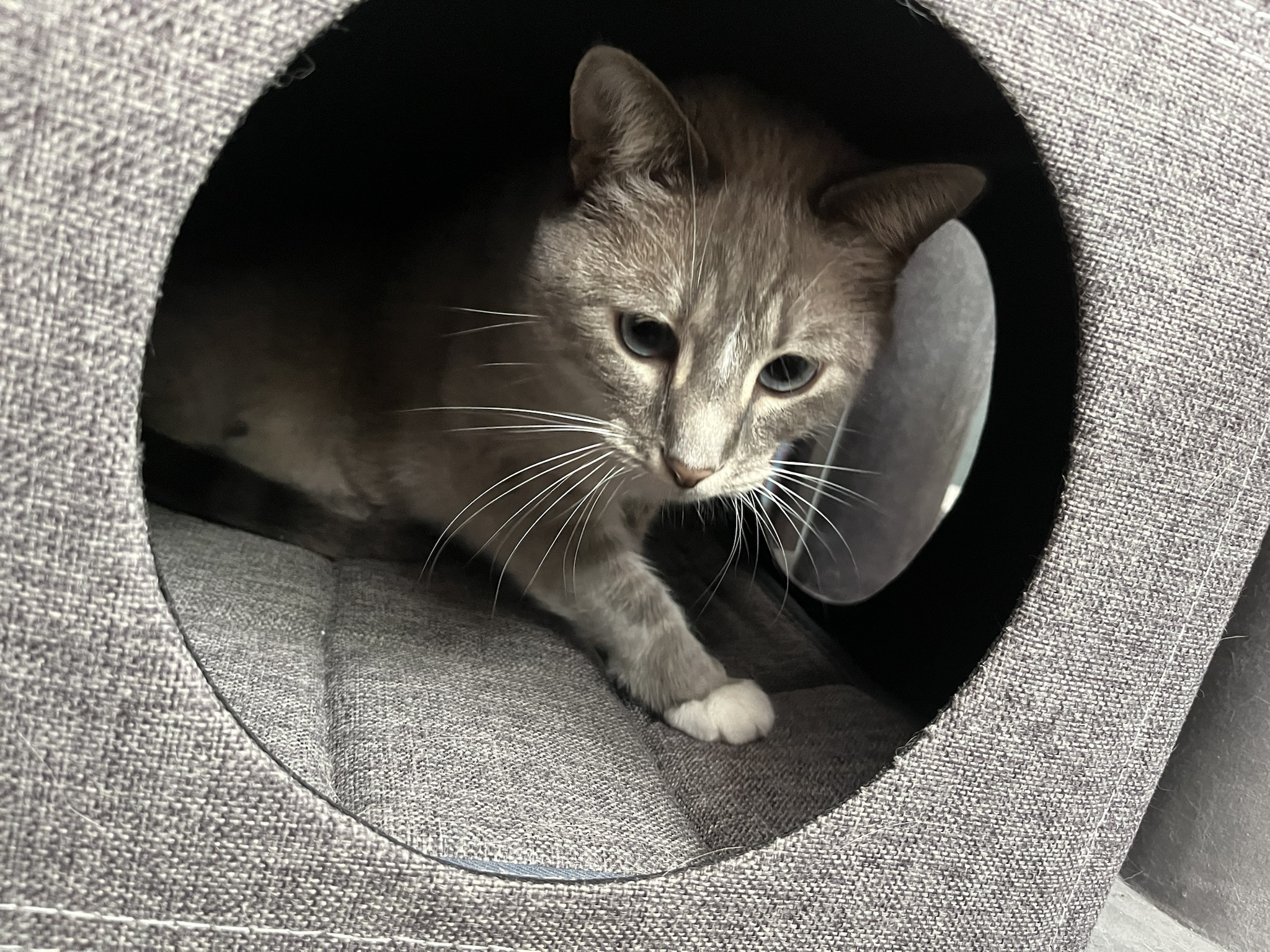Daily Dose of My Cat Ivy: Day 306