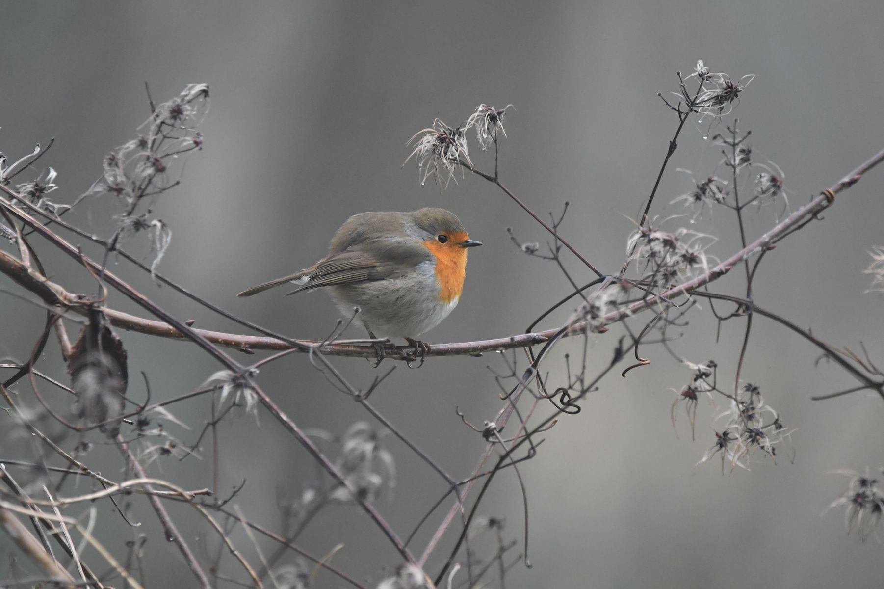 The Charming European Robin: A Snapshot from Vienne, France