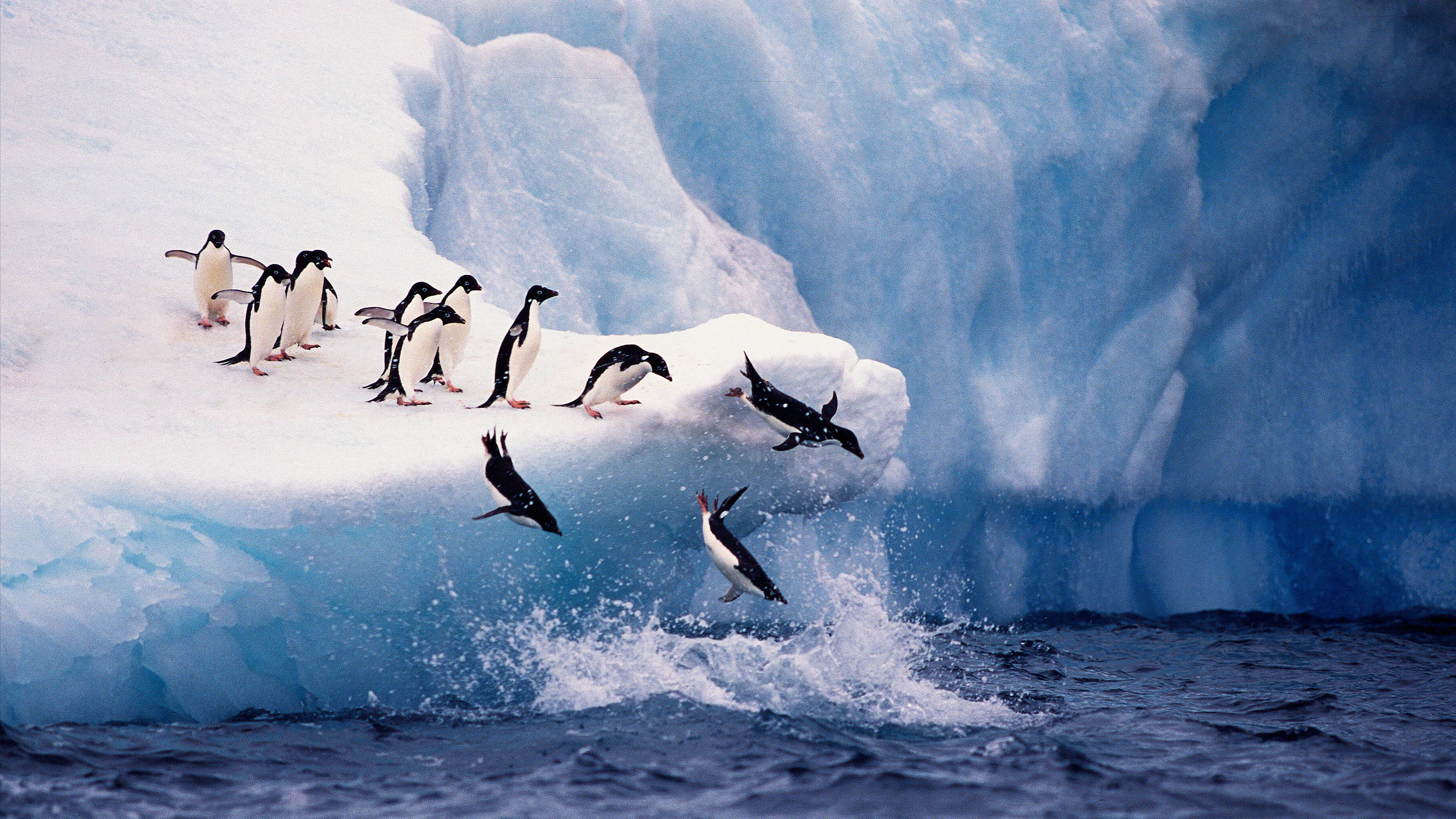 Roly-Poly Divers: The Cutest Underwater Acrobatics