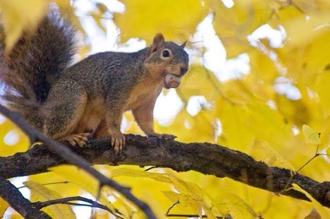 Channel Your Inner Squirrel: Embrace the Fun and Adventure!