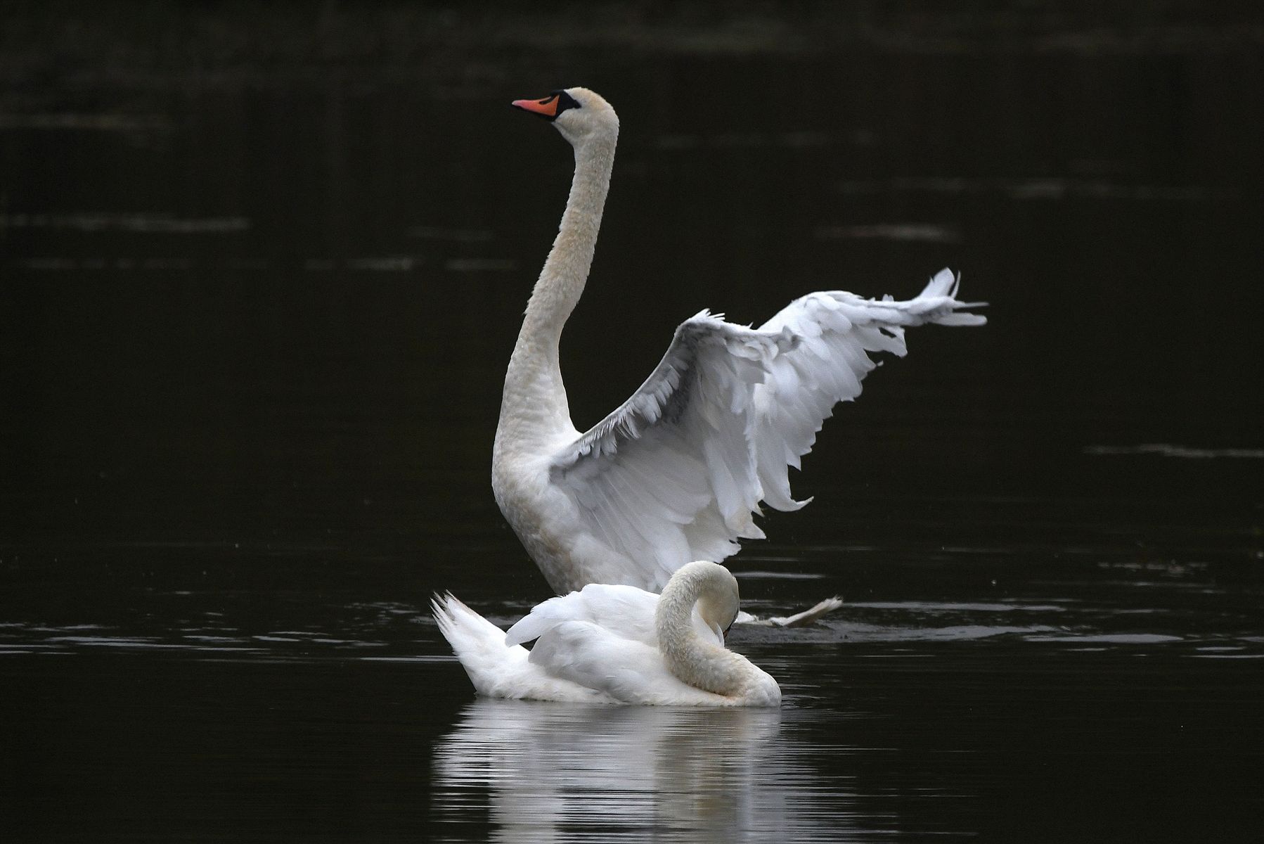 Cygne tuberculeux: A Glimpse into France's Vienne Department